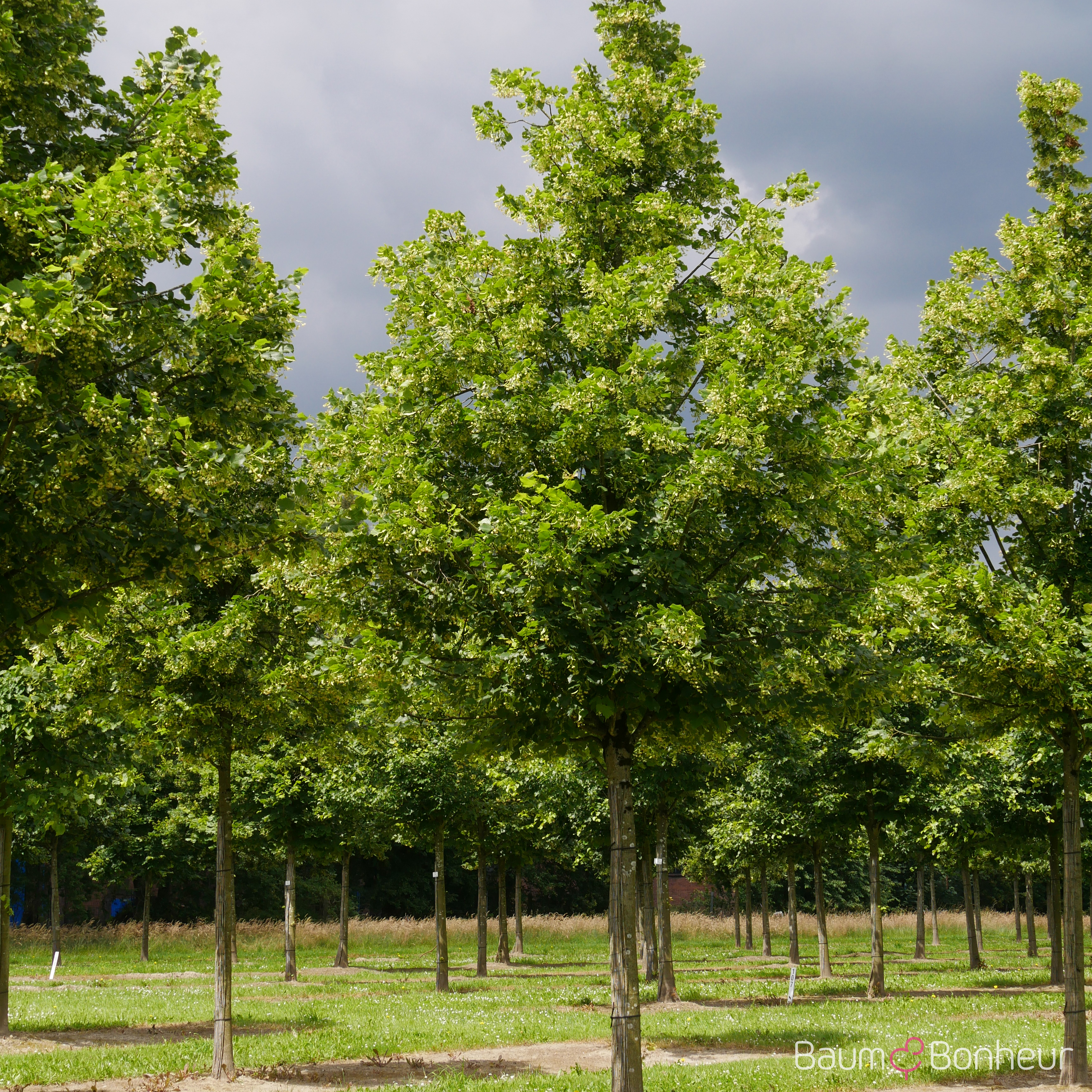 Tilia platyphyllos 'Örebro'