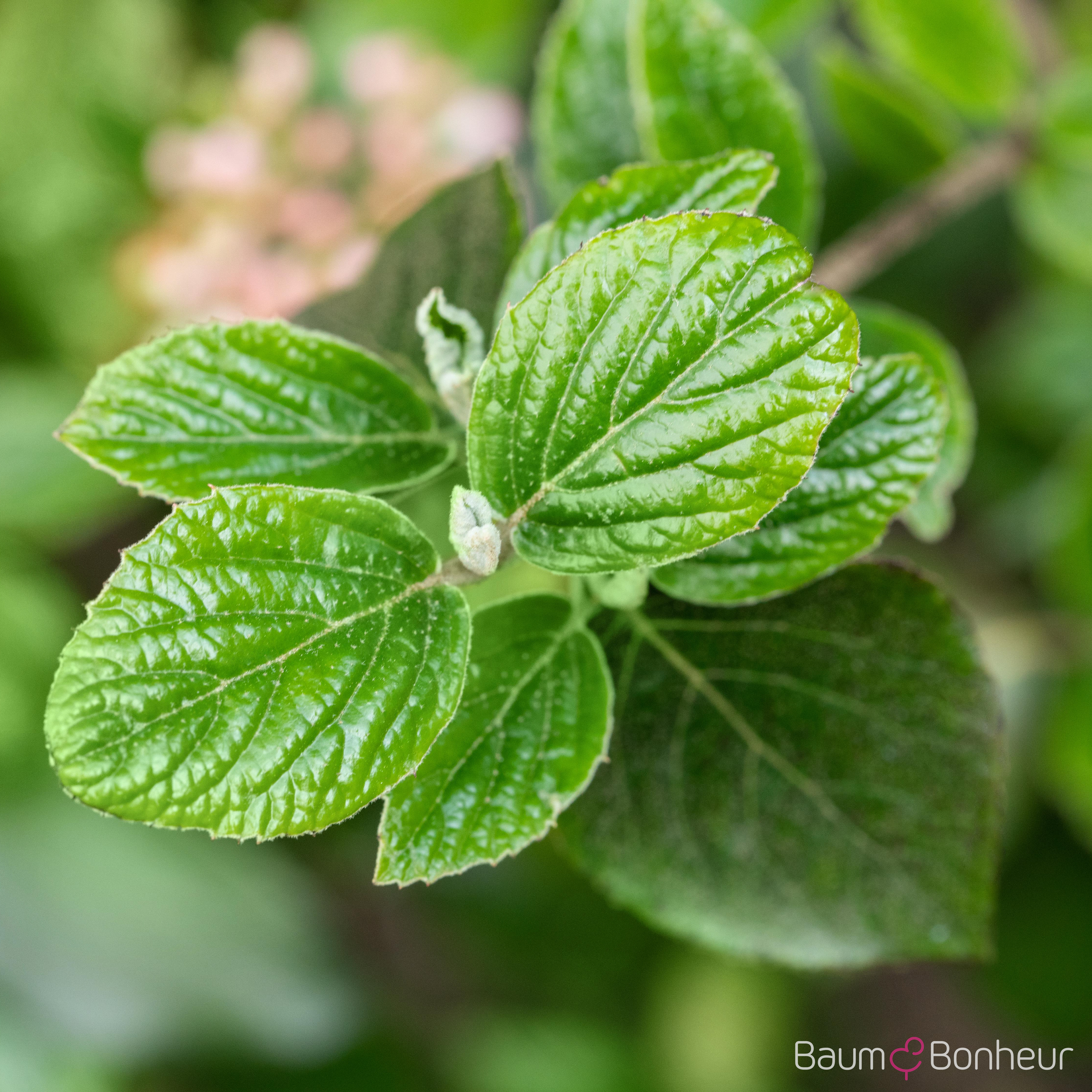 Viburnum burkwoodii