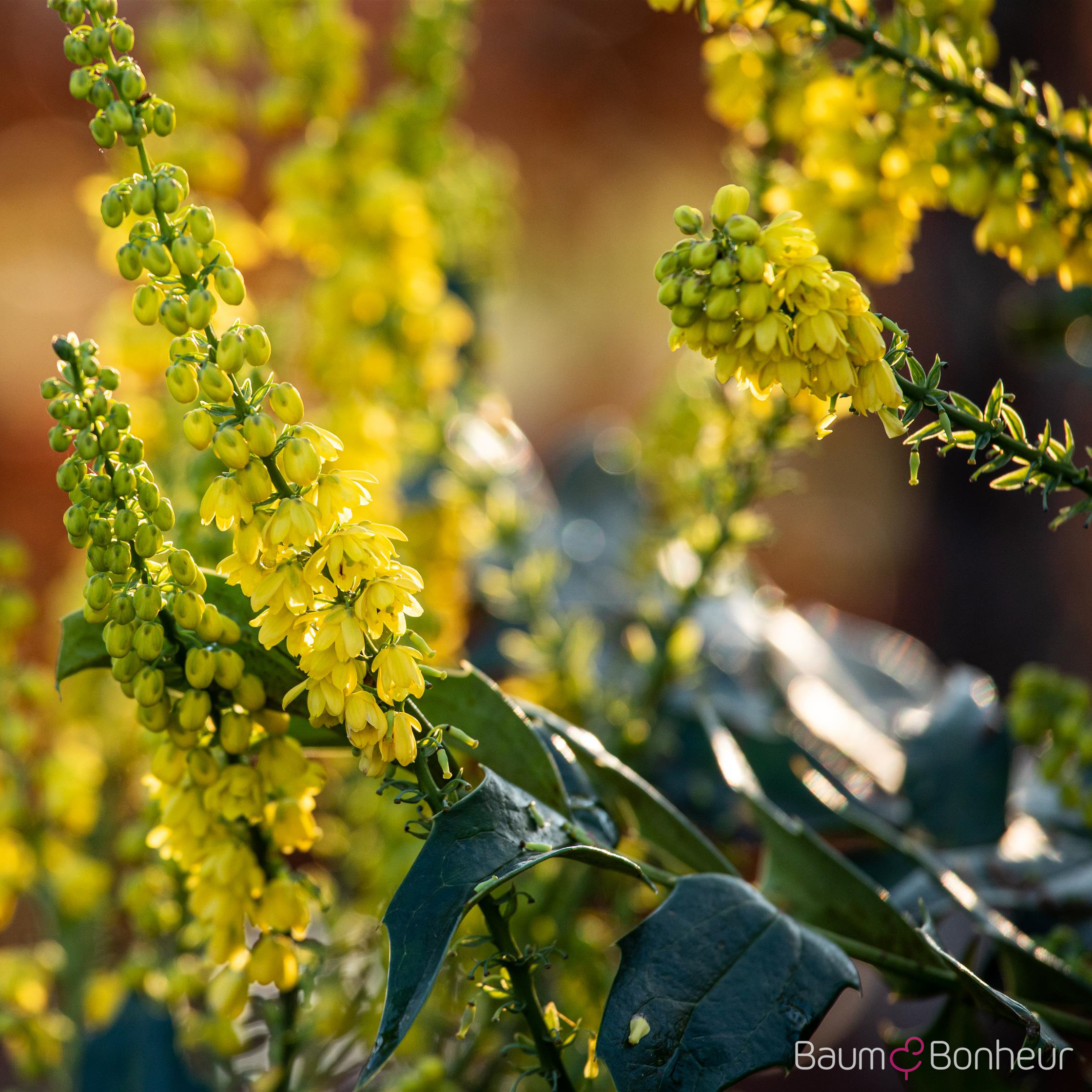 Mahonia media 'Winter Sun'