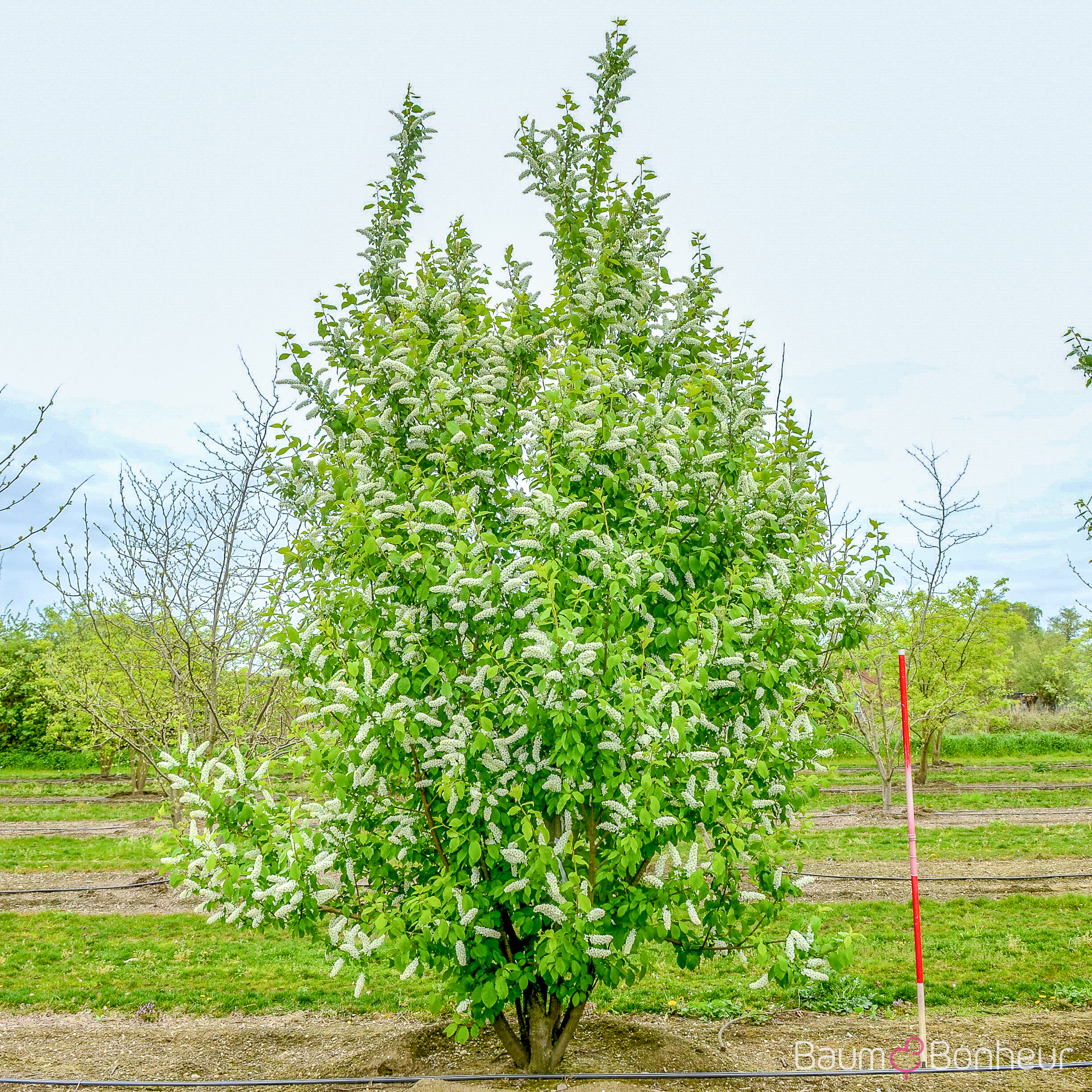 Prunus padus