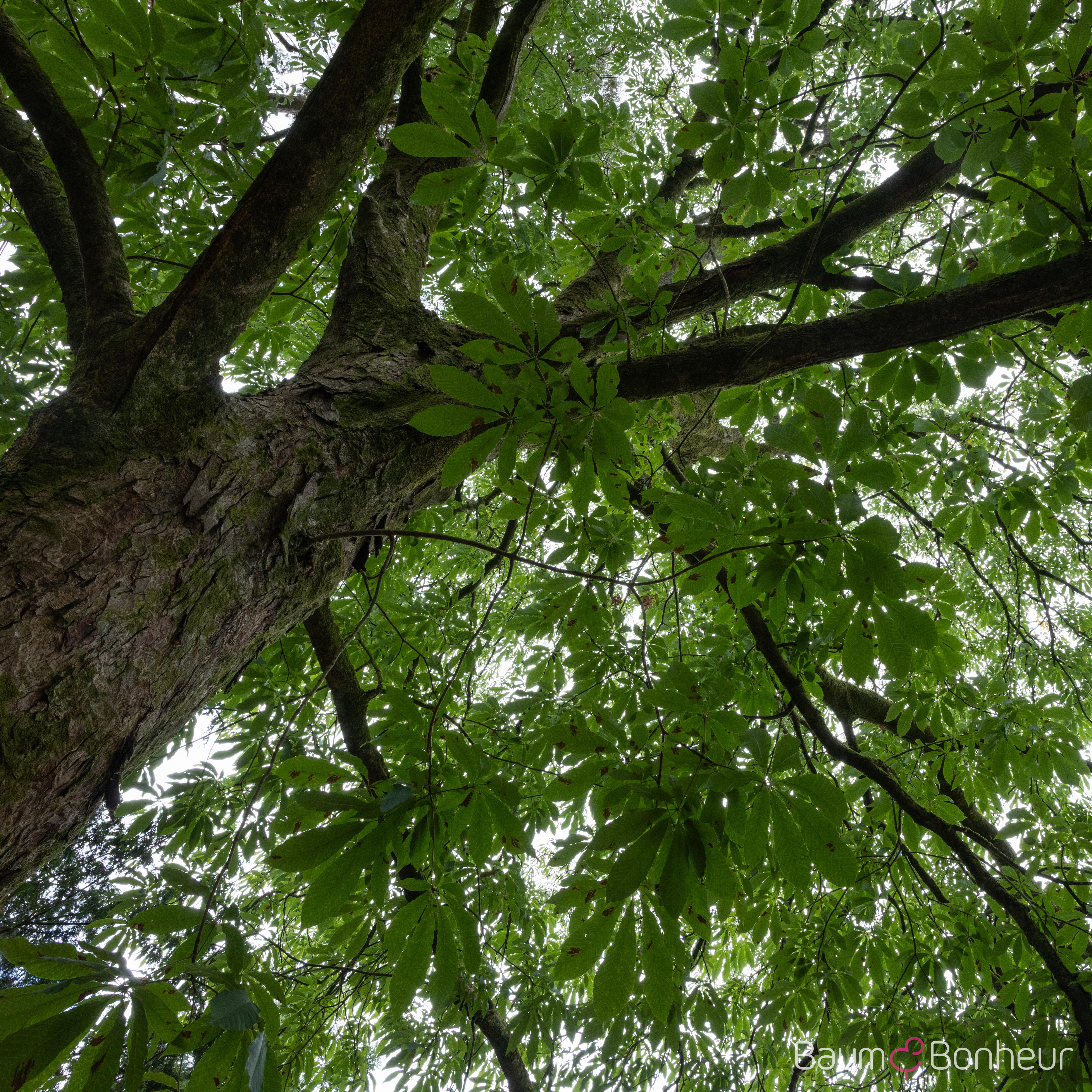 Aesculus indica
