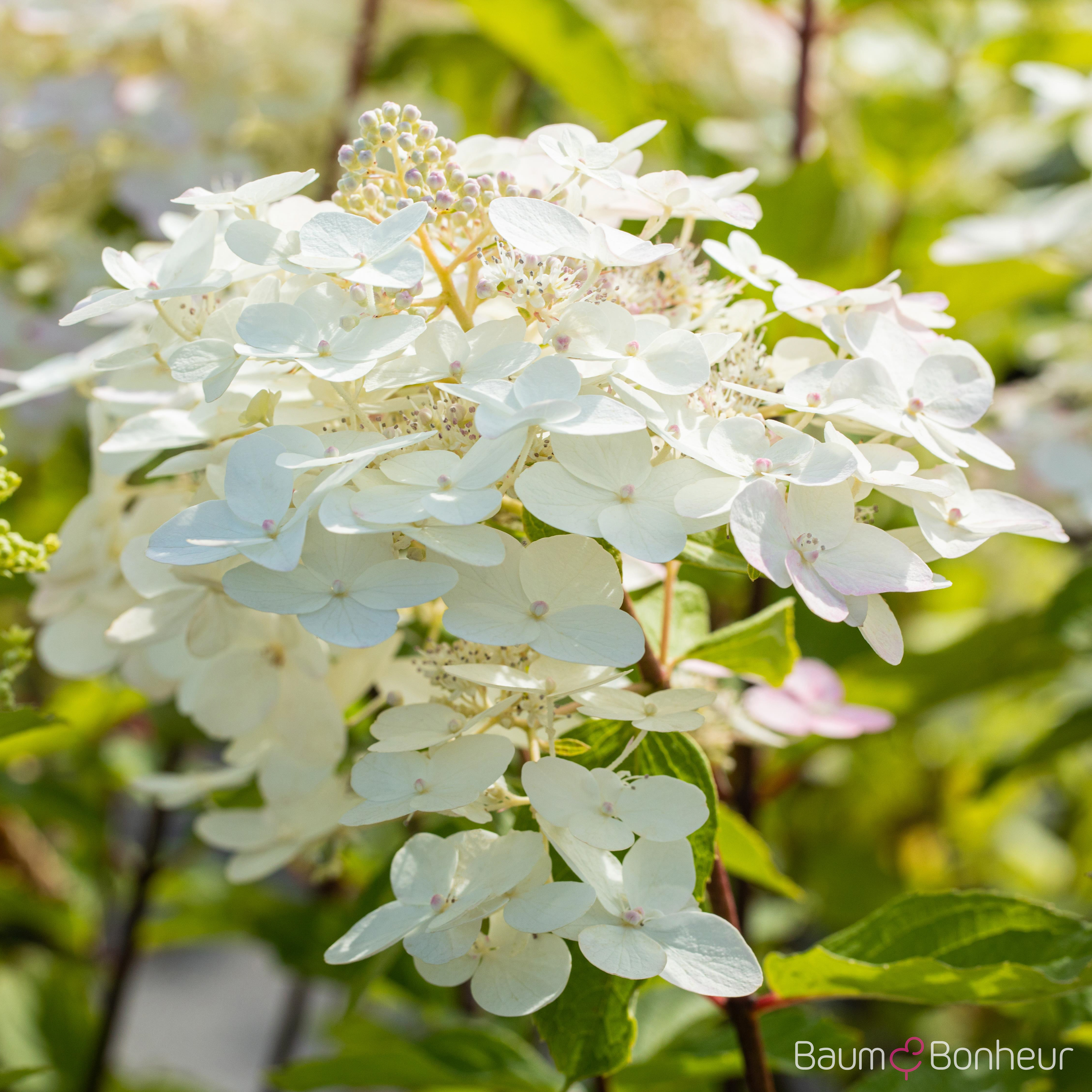 Hydrangea paniculata 'Unique'