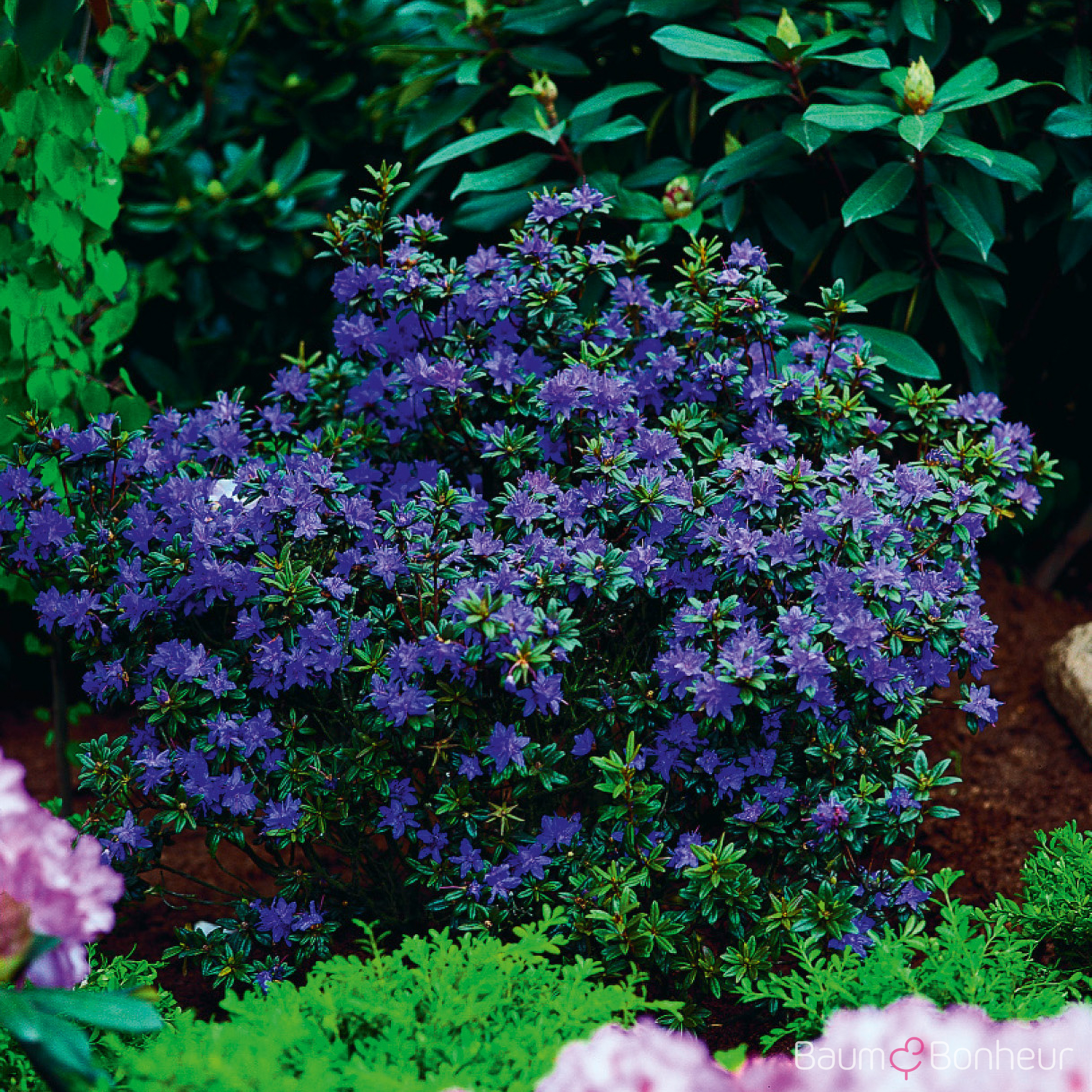 Rhododendron impeditum