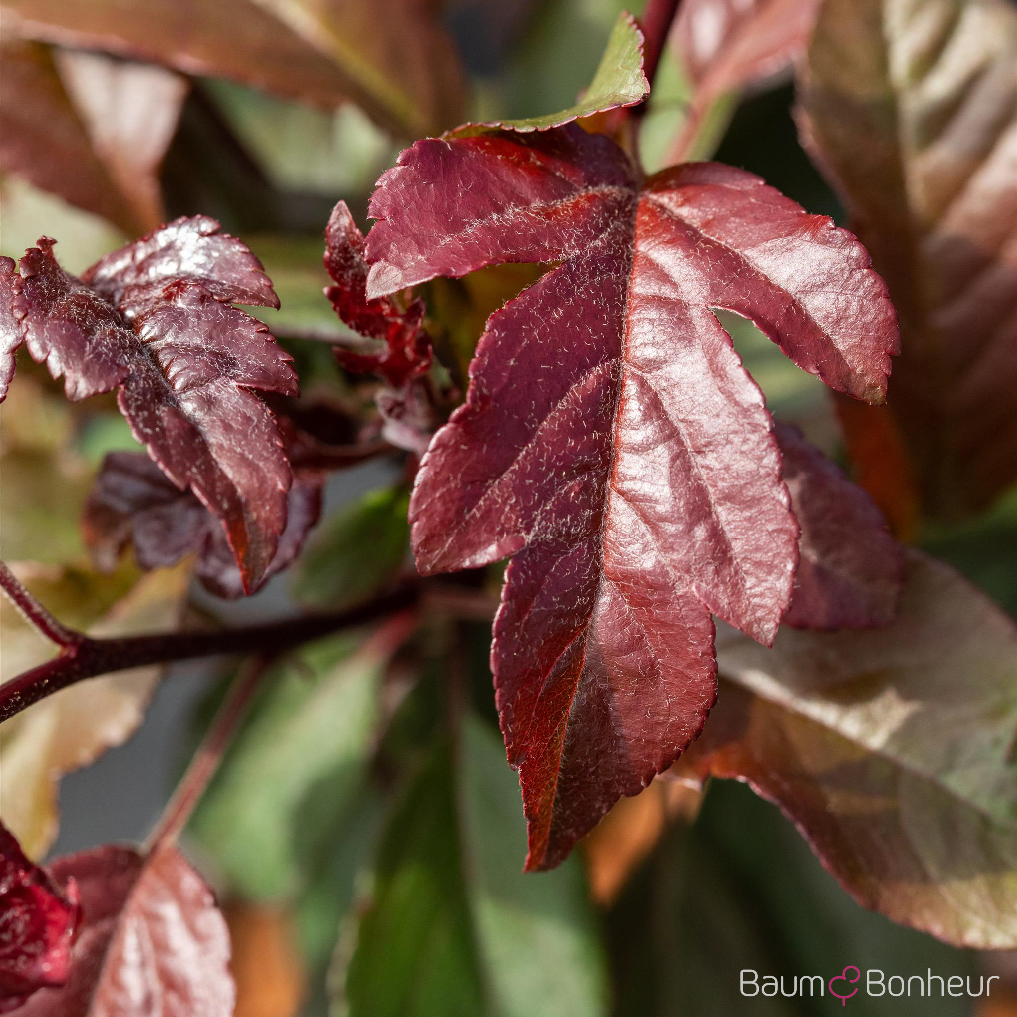 Malus toringo 'Scarlett'