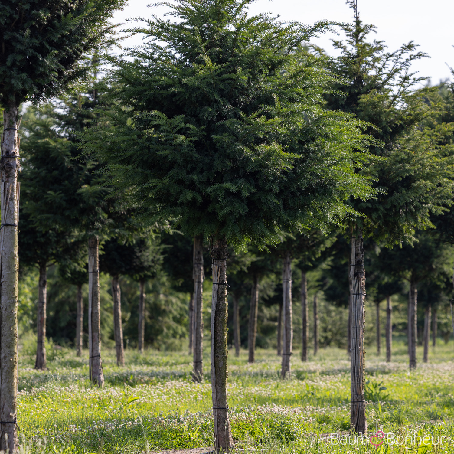 Taxus baccata