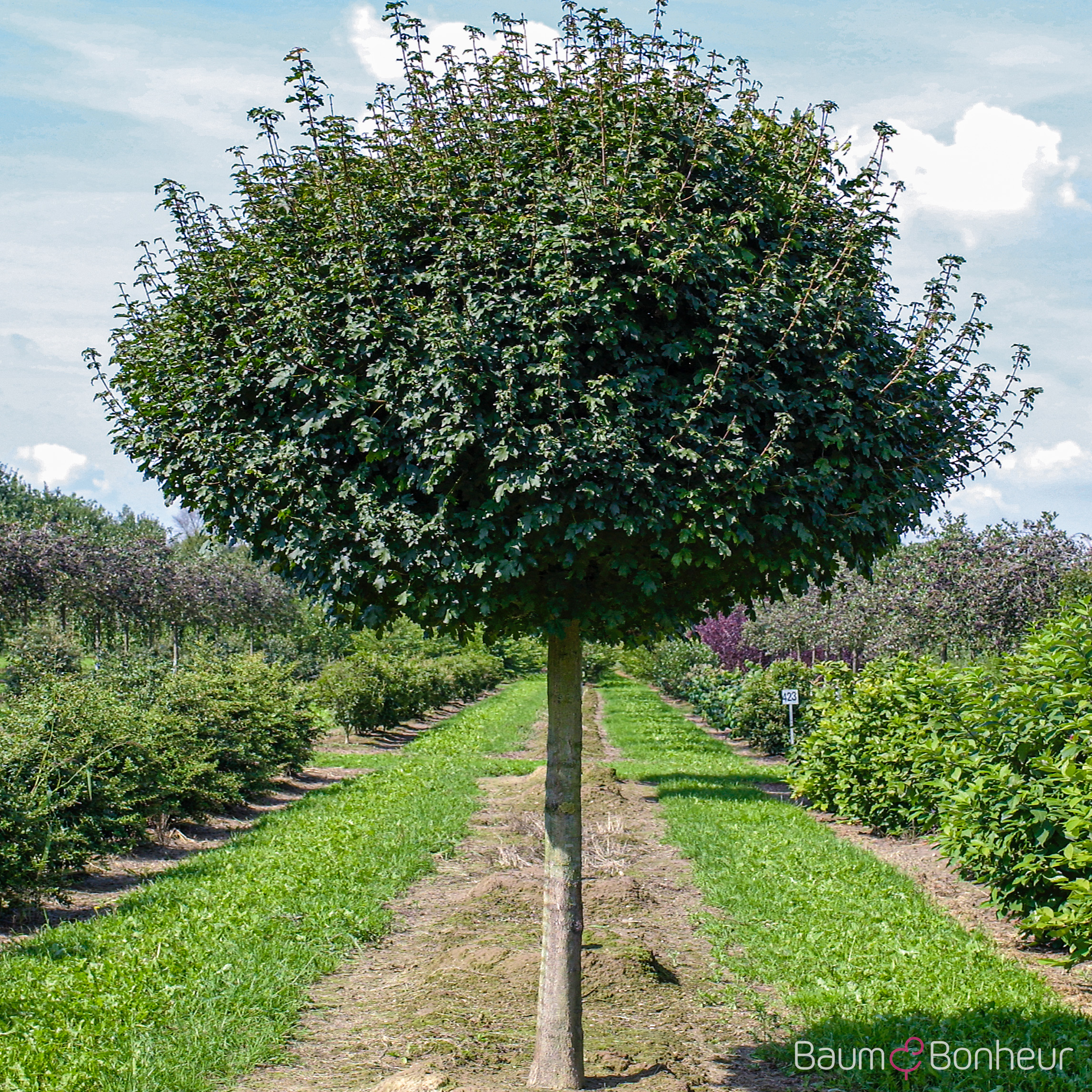 Acer campestre 'Nanum'