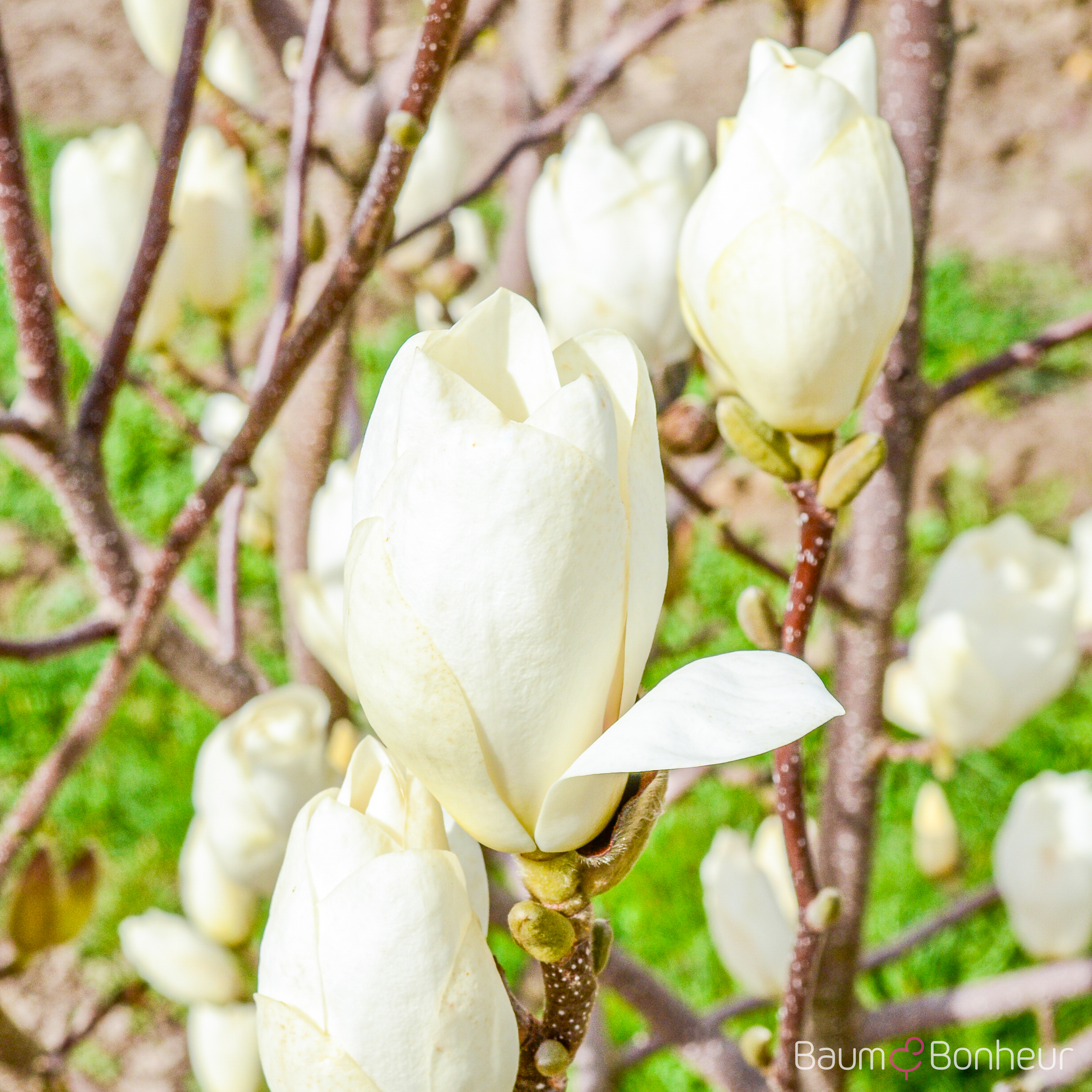 Magnolia soulangeana 'Lennei Alba'