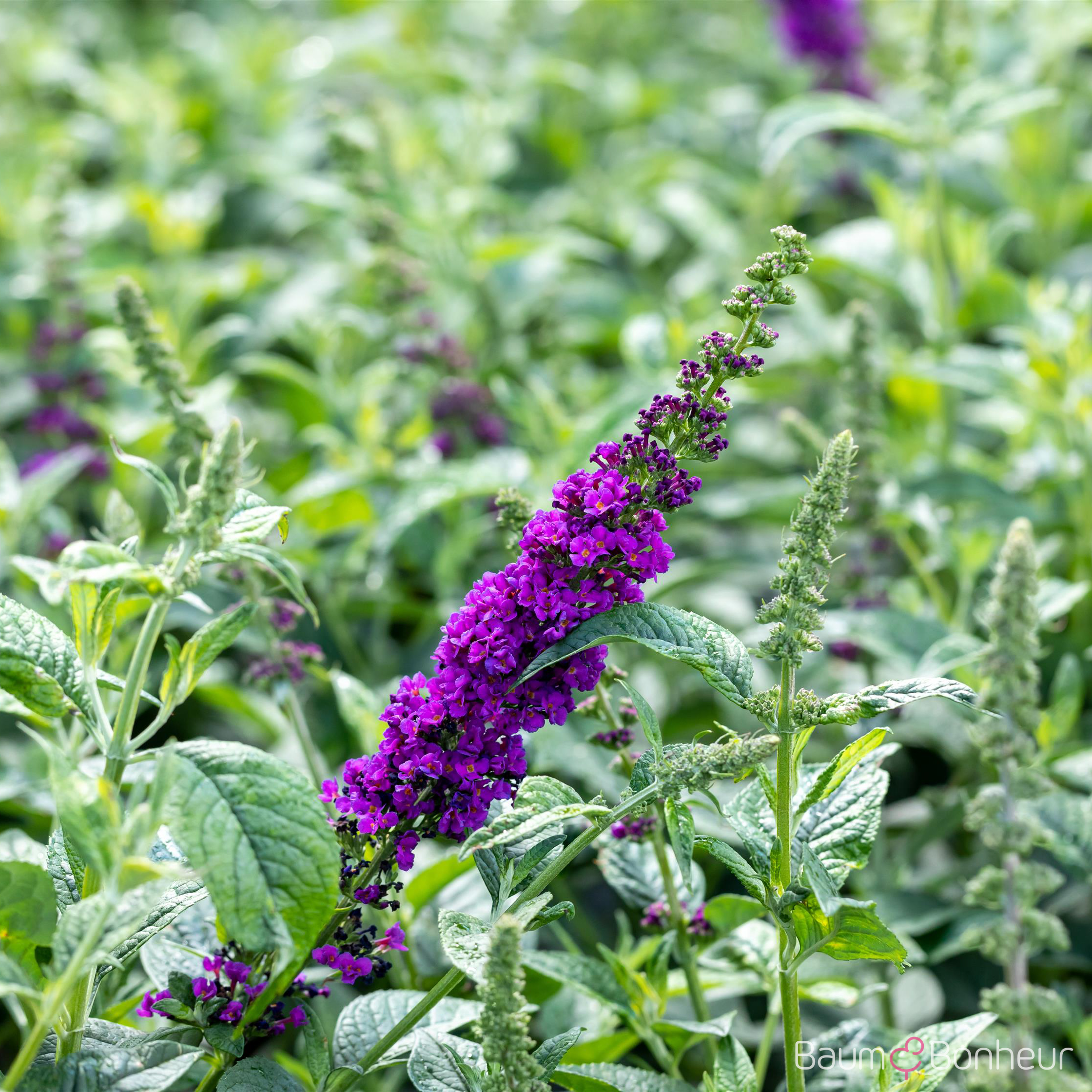 Buddleja davidii 'Blue Chip' -R-