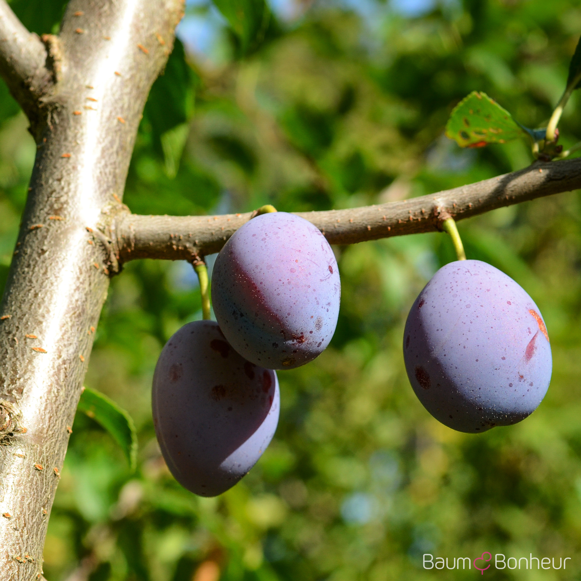 Prunus domestica 'Bühler Frühzwetsche'