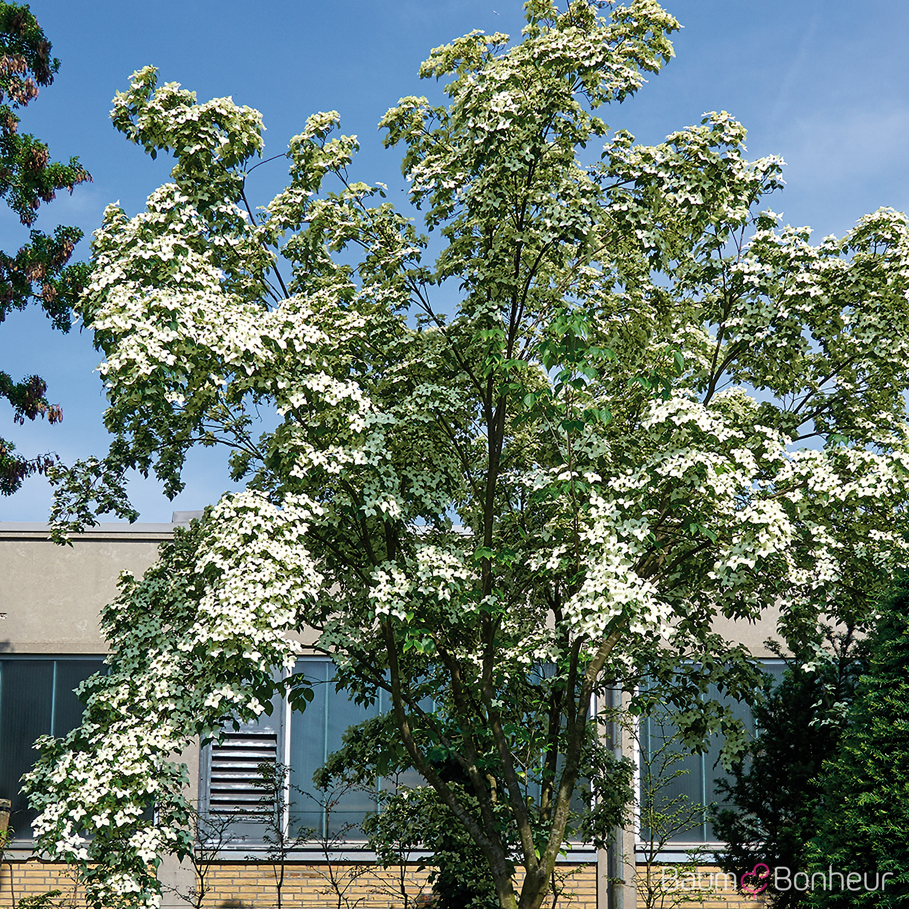 Cornus kousa