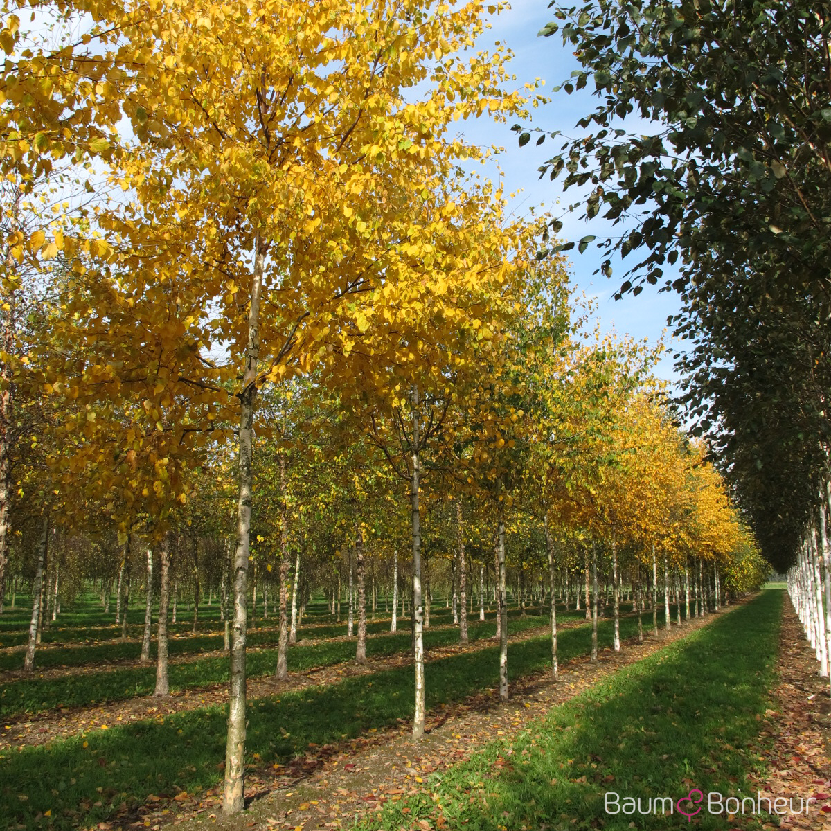 Betula papyrifera