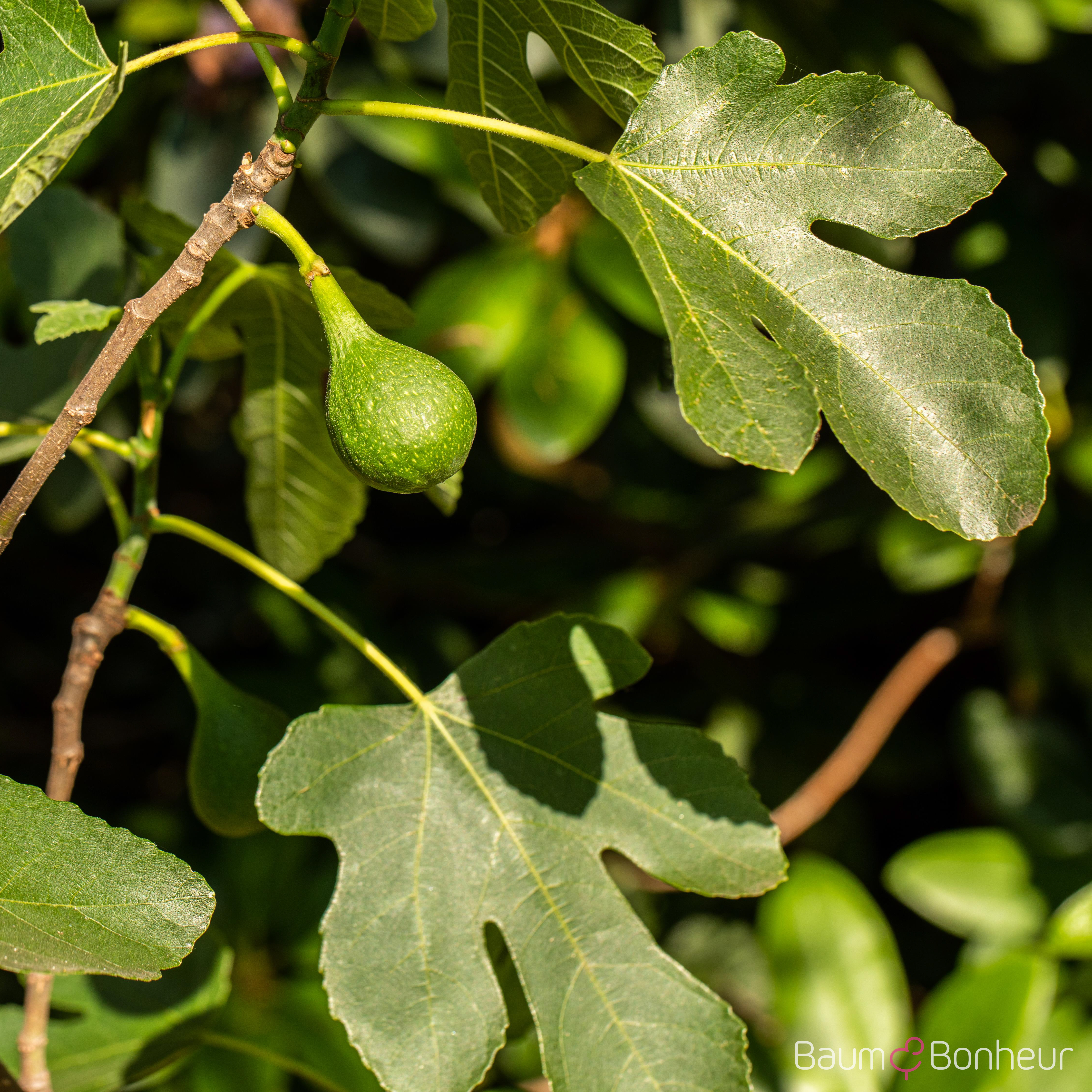 Ficus carica
