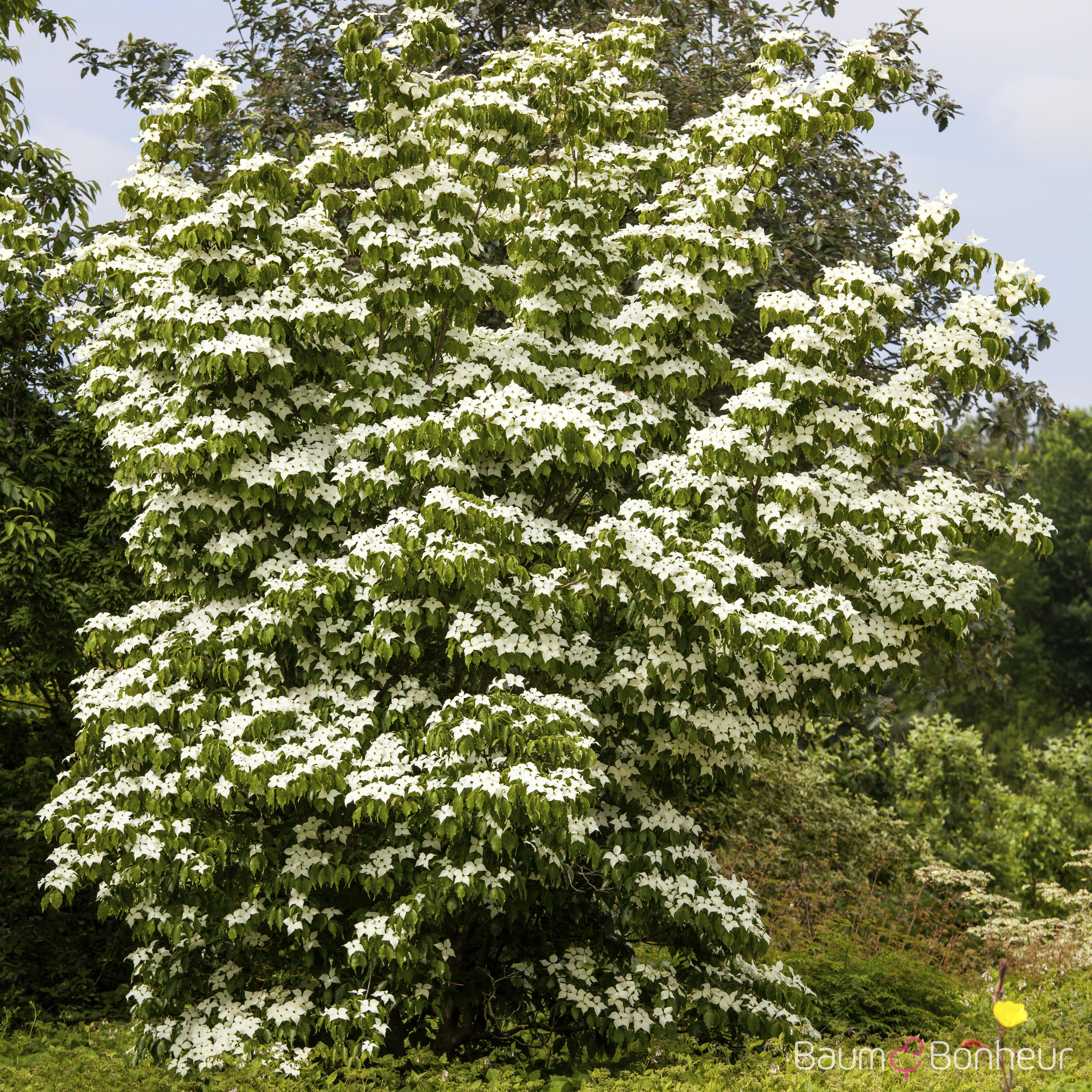 Cornus kousa 'China Girl'