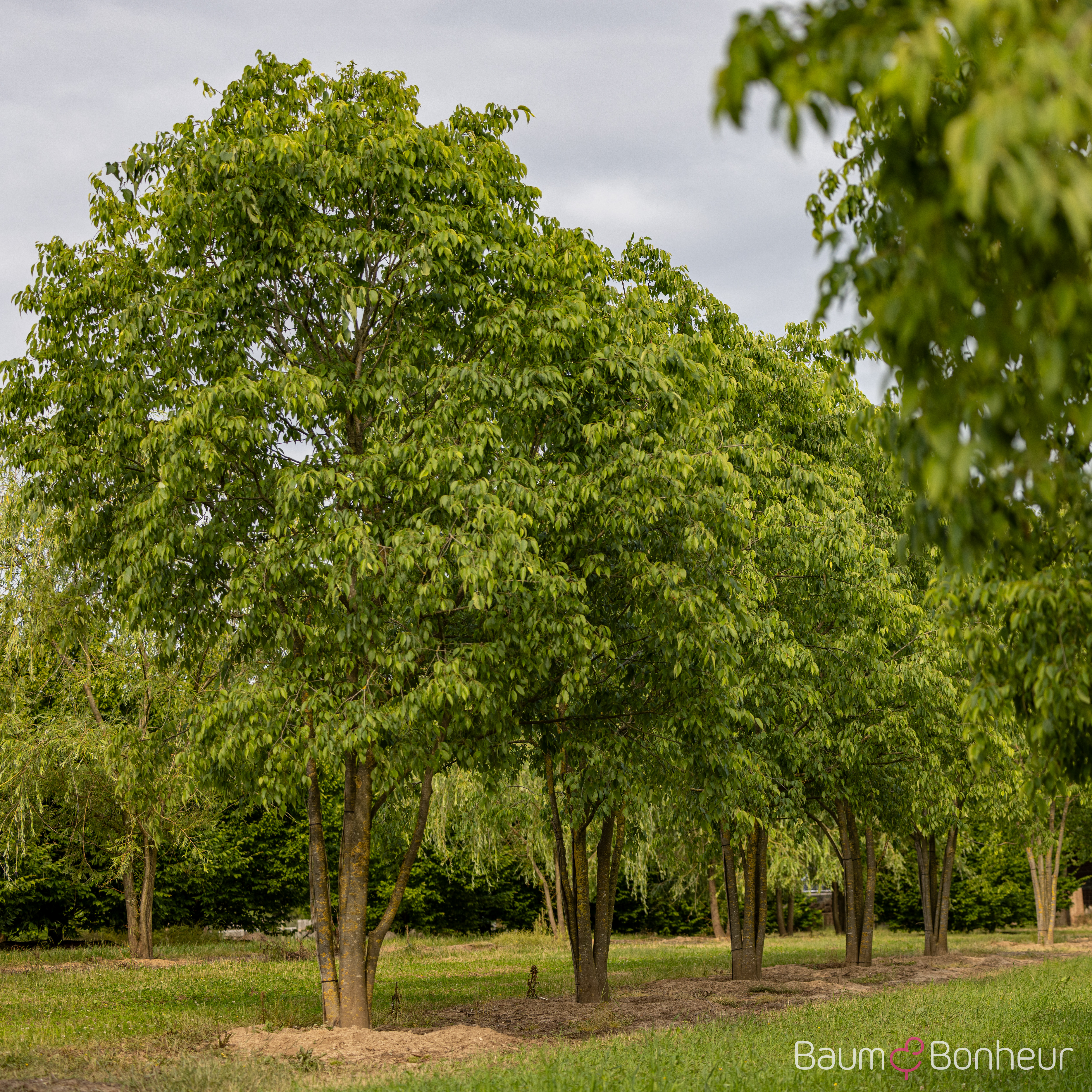 Celtis australis
