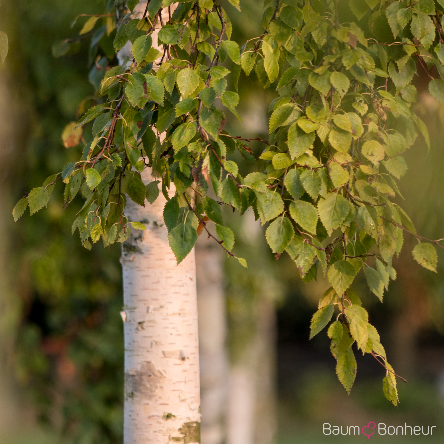 Betula ermanii
