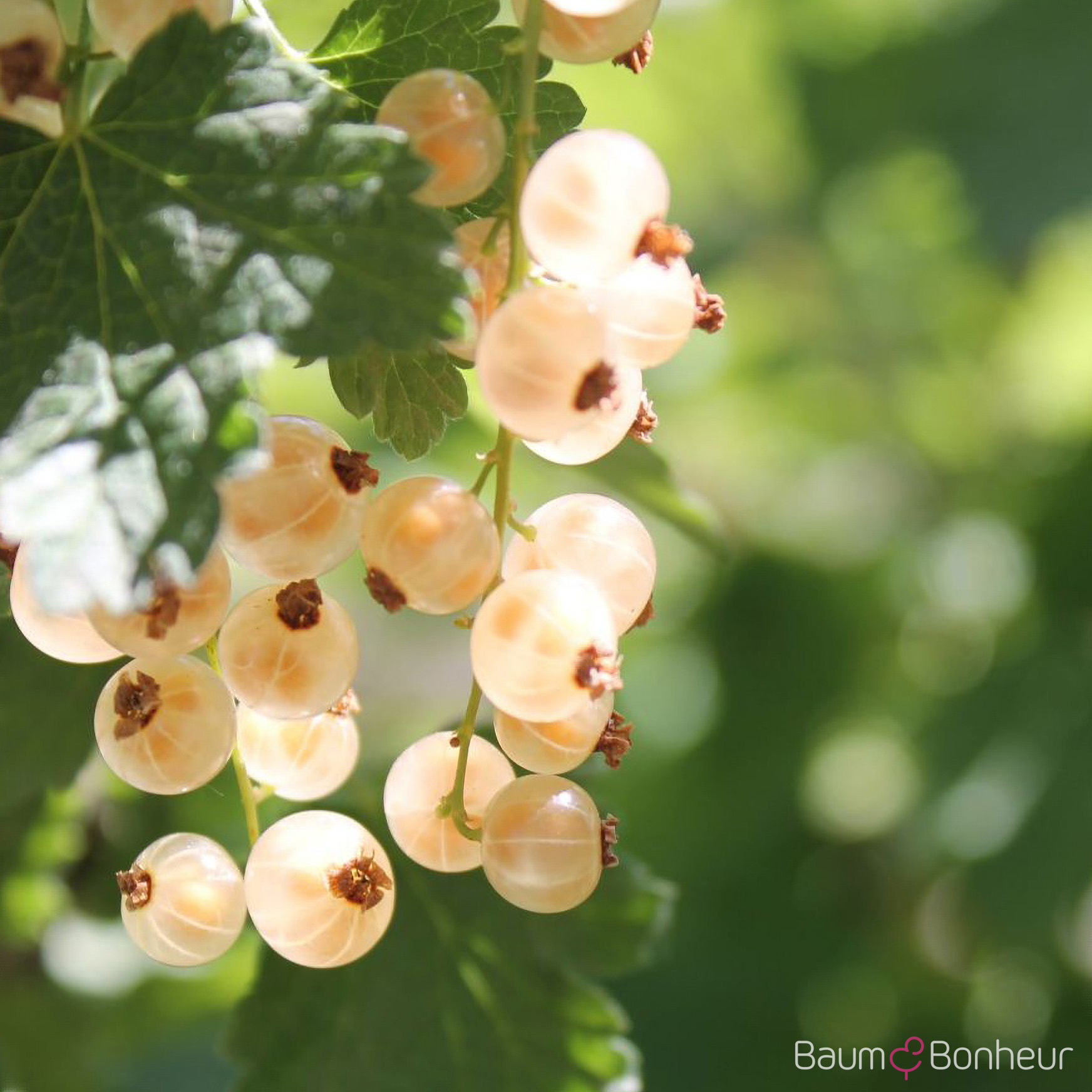 Ribes sativum 'Weiße Versailler'