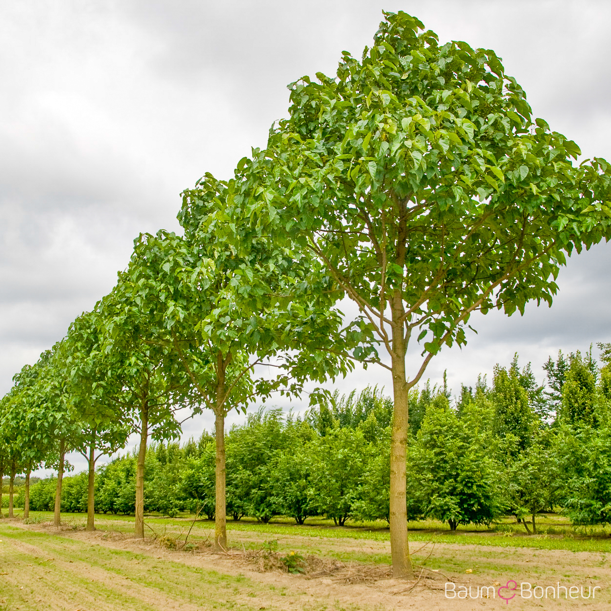 Paulownia fortunei 'Fast Blue' -R-