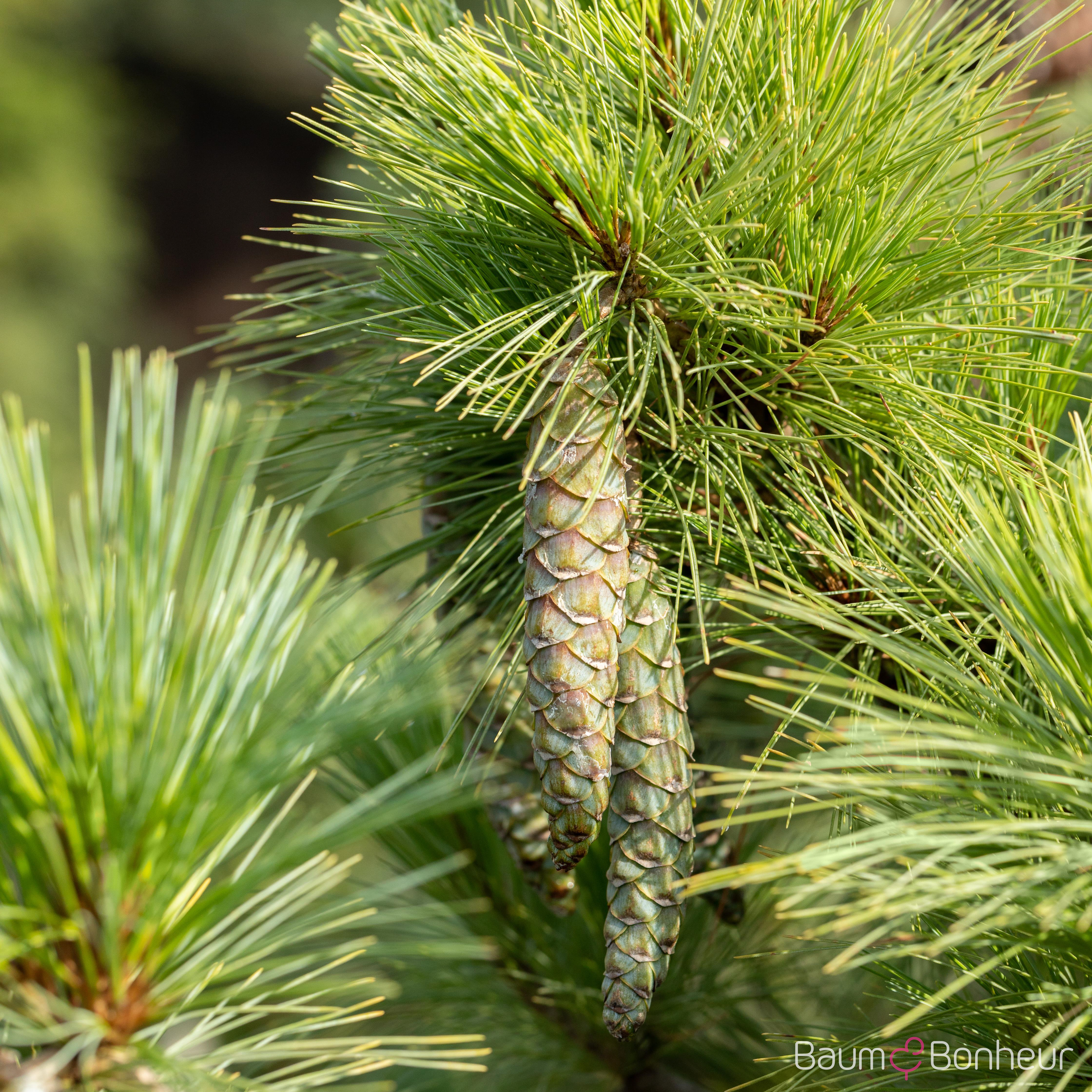 Pinus peuce