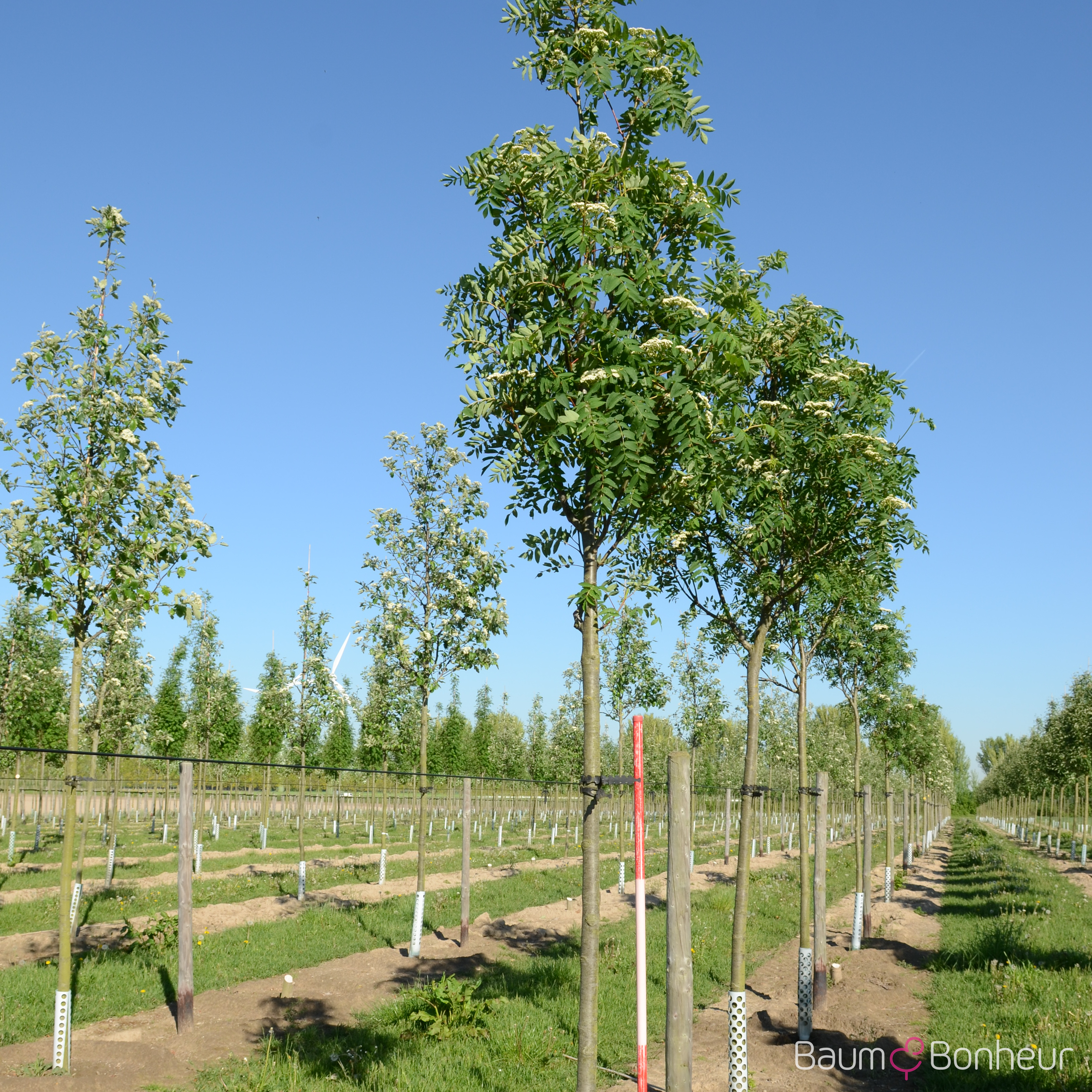 Sorbus decora