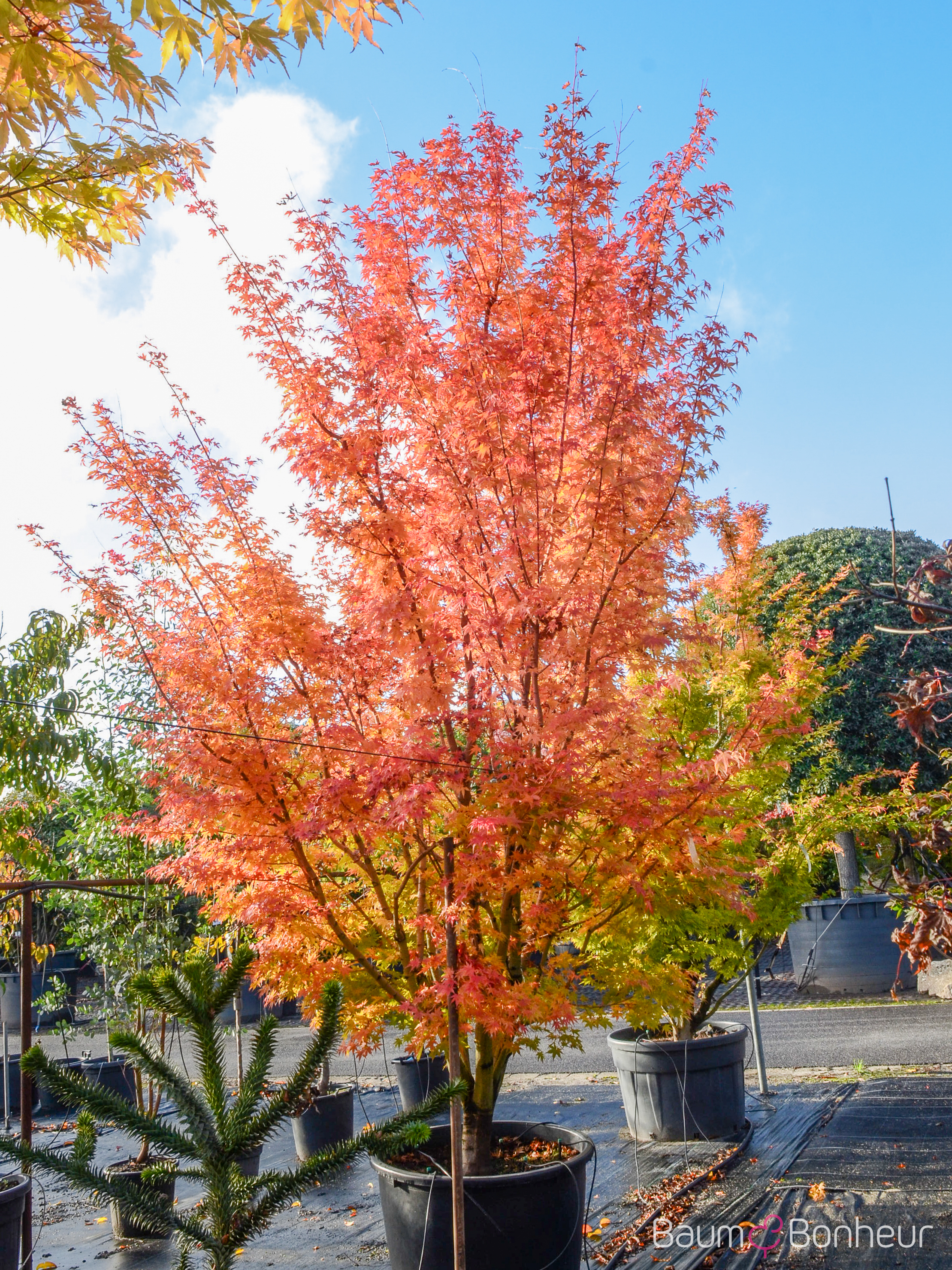 Acer palmatum 'Sangokaku'