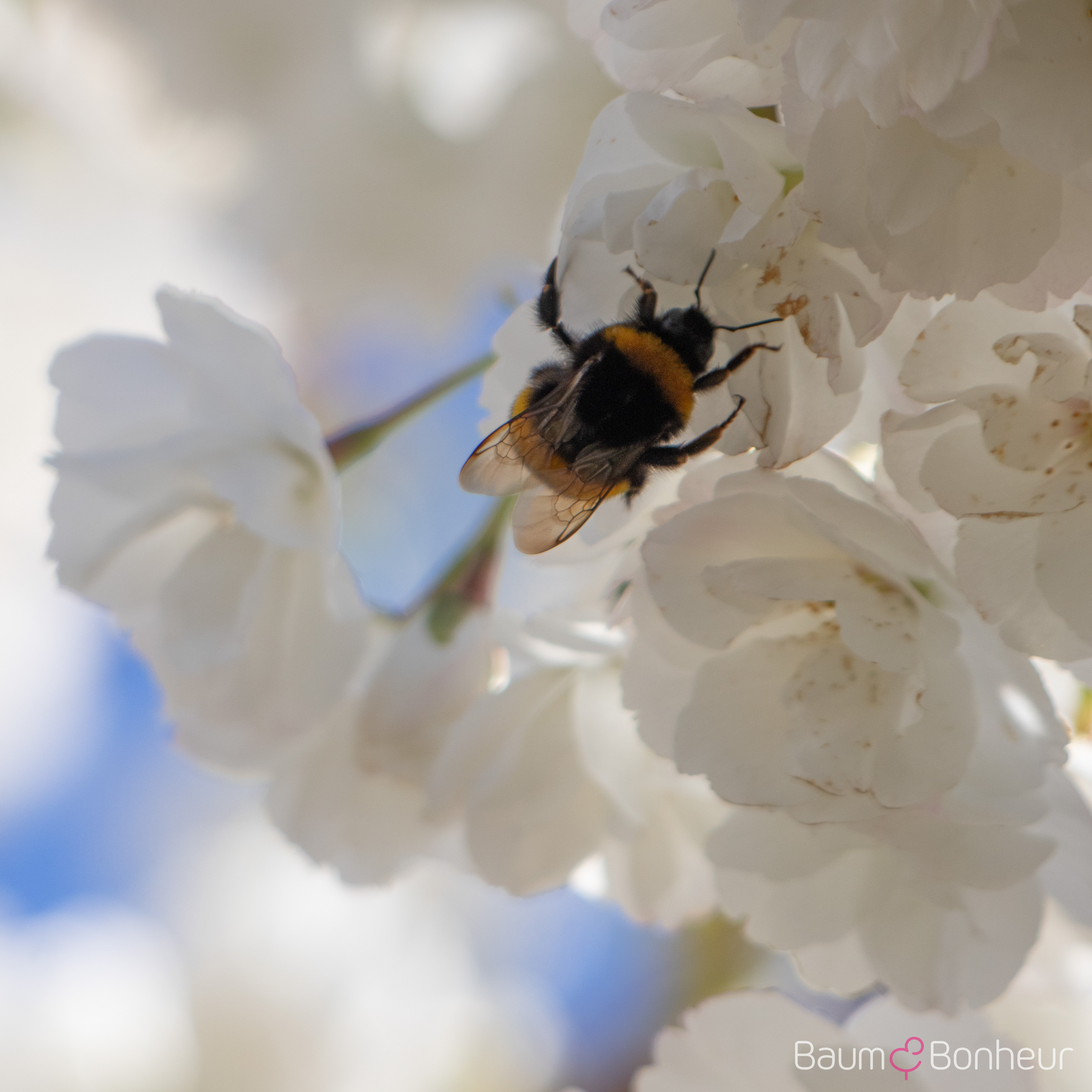 Prunus serrulata 'Shirotae'