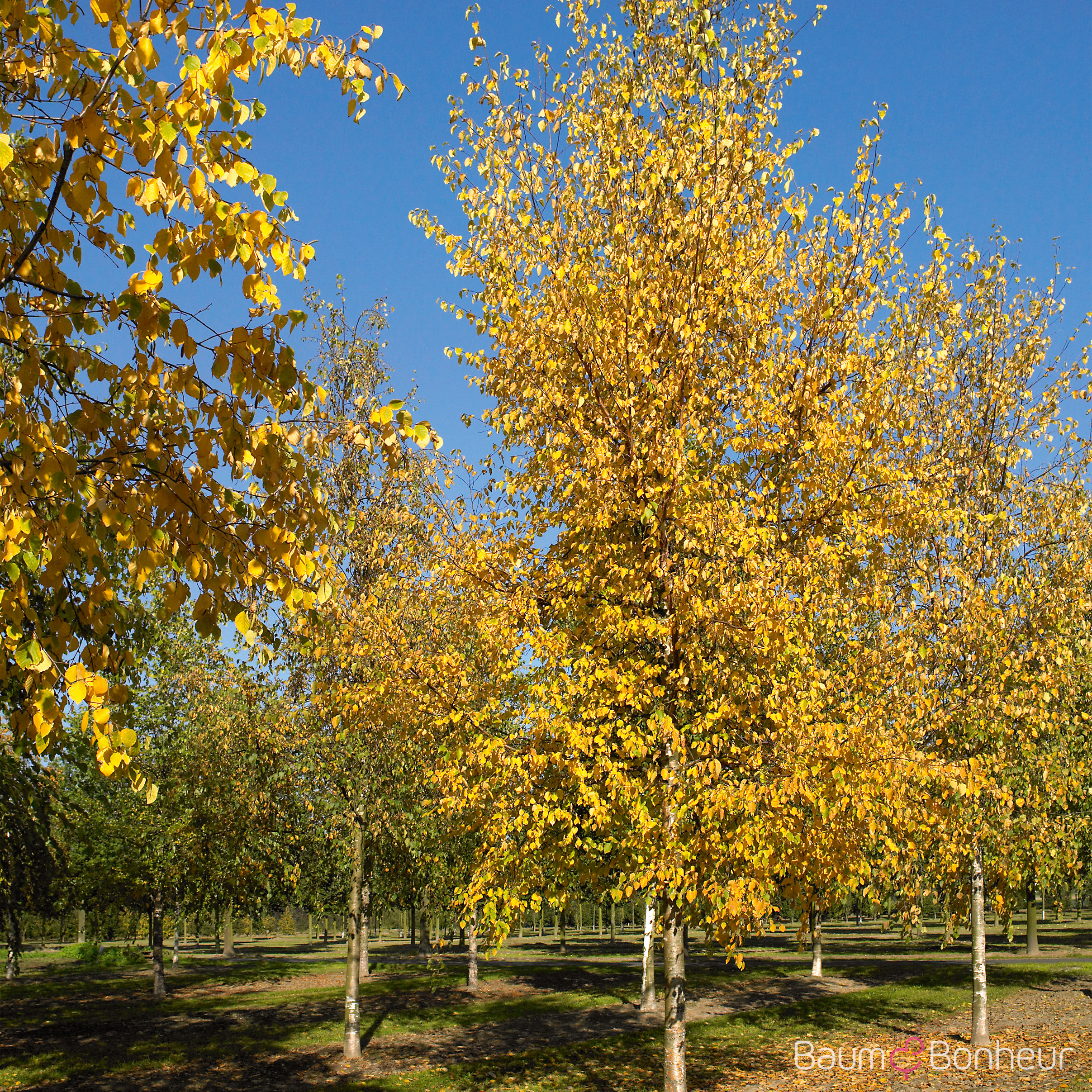 Betula papyrifera