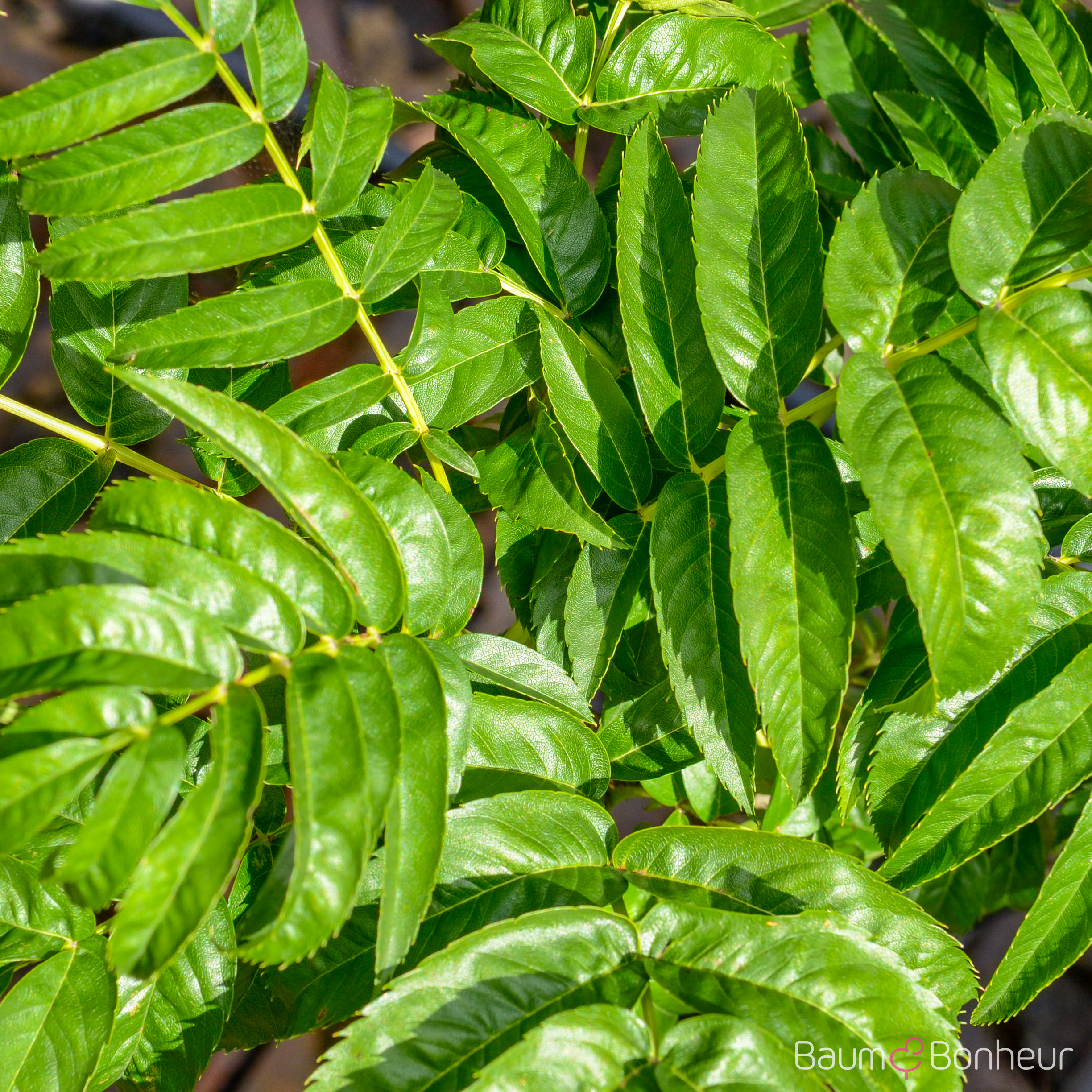 Sorbus 'Dodong'