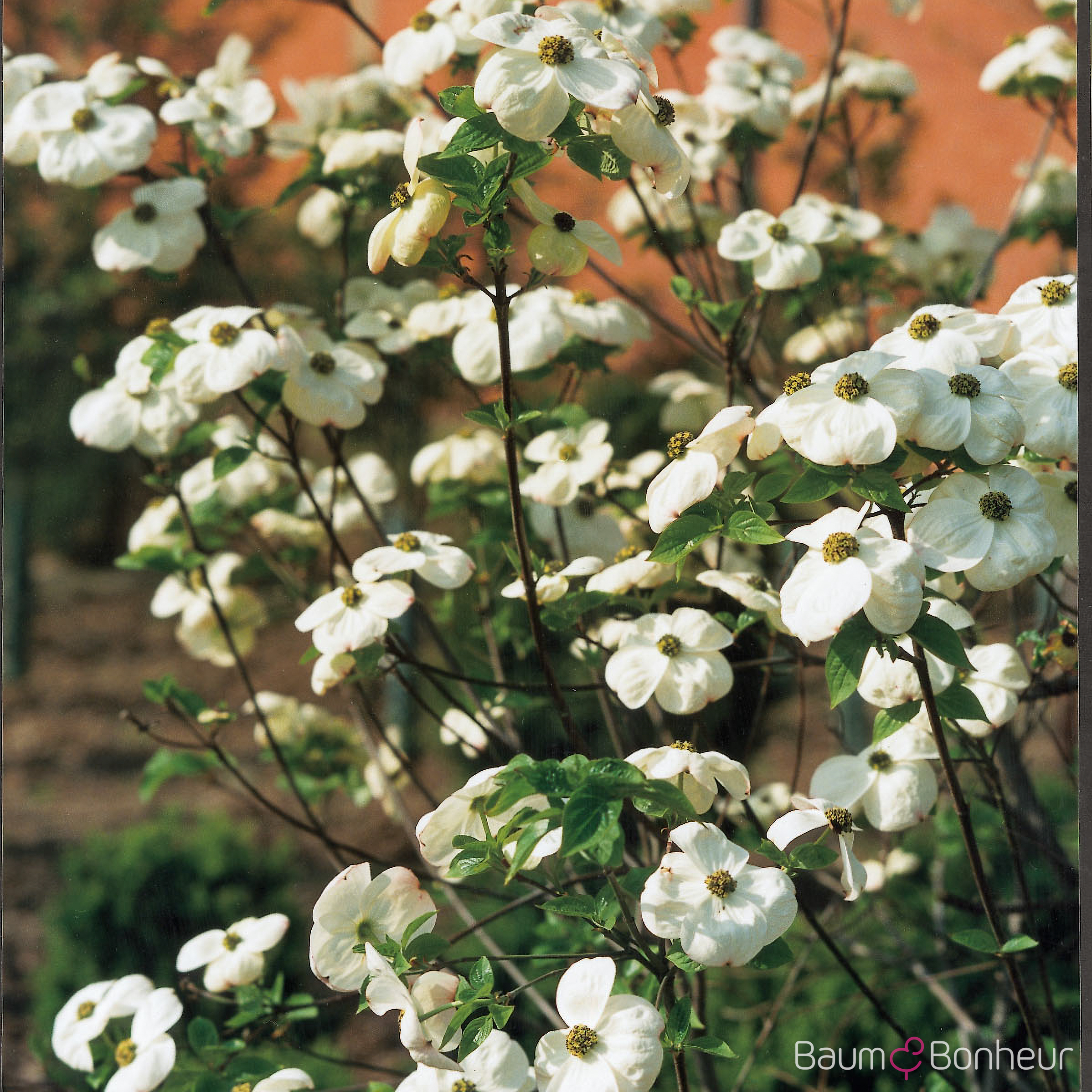 Cornus nuttallii