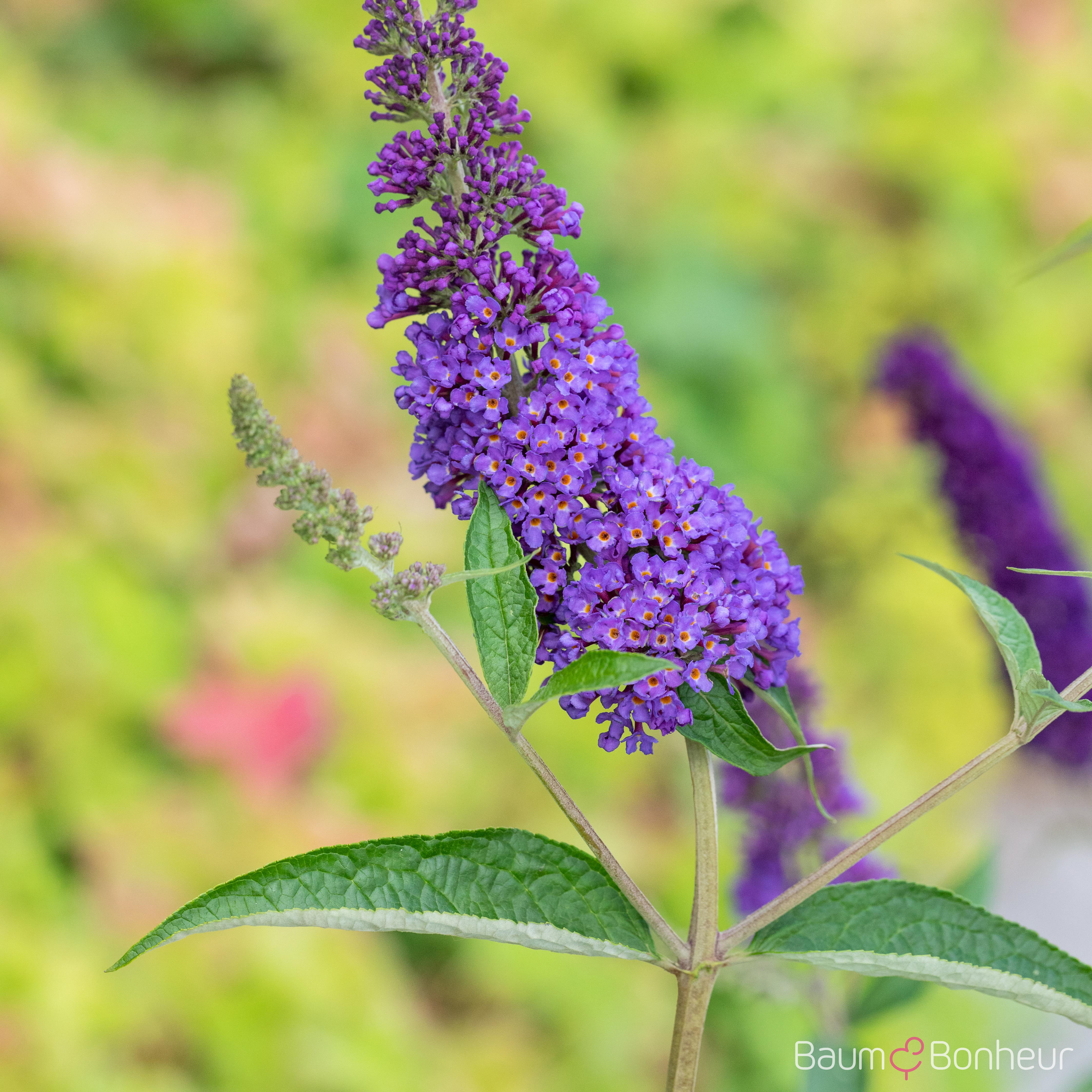 Buddleja davidii 'Empire Blue'
