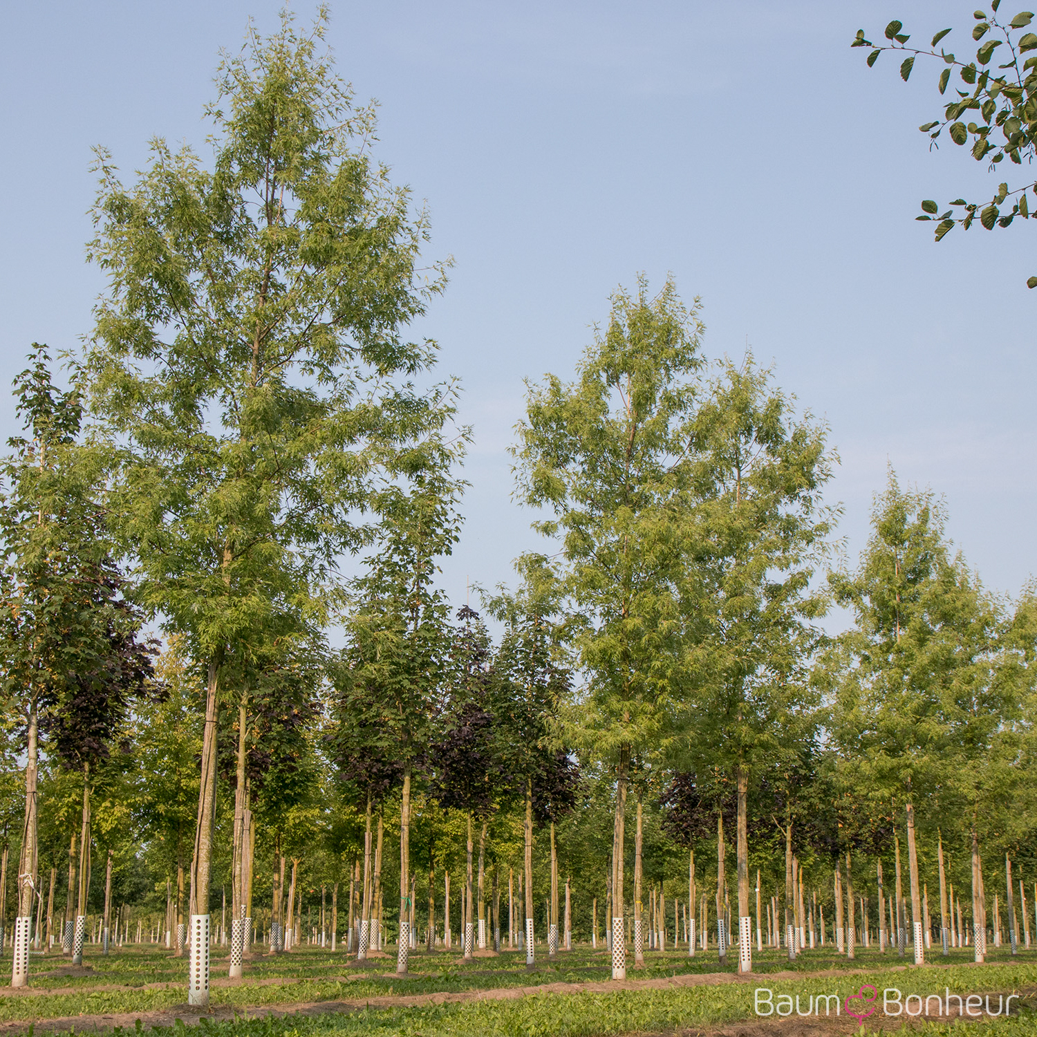 Acer saccharinum 'Born's Graciosa'