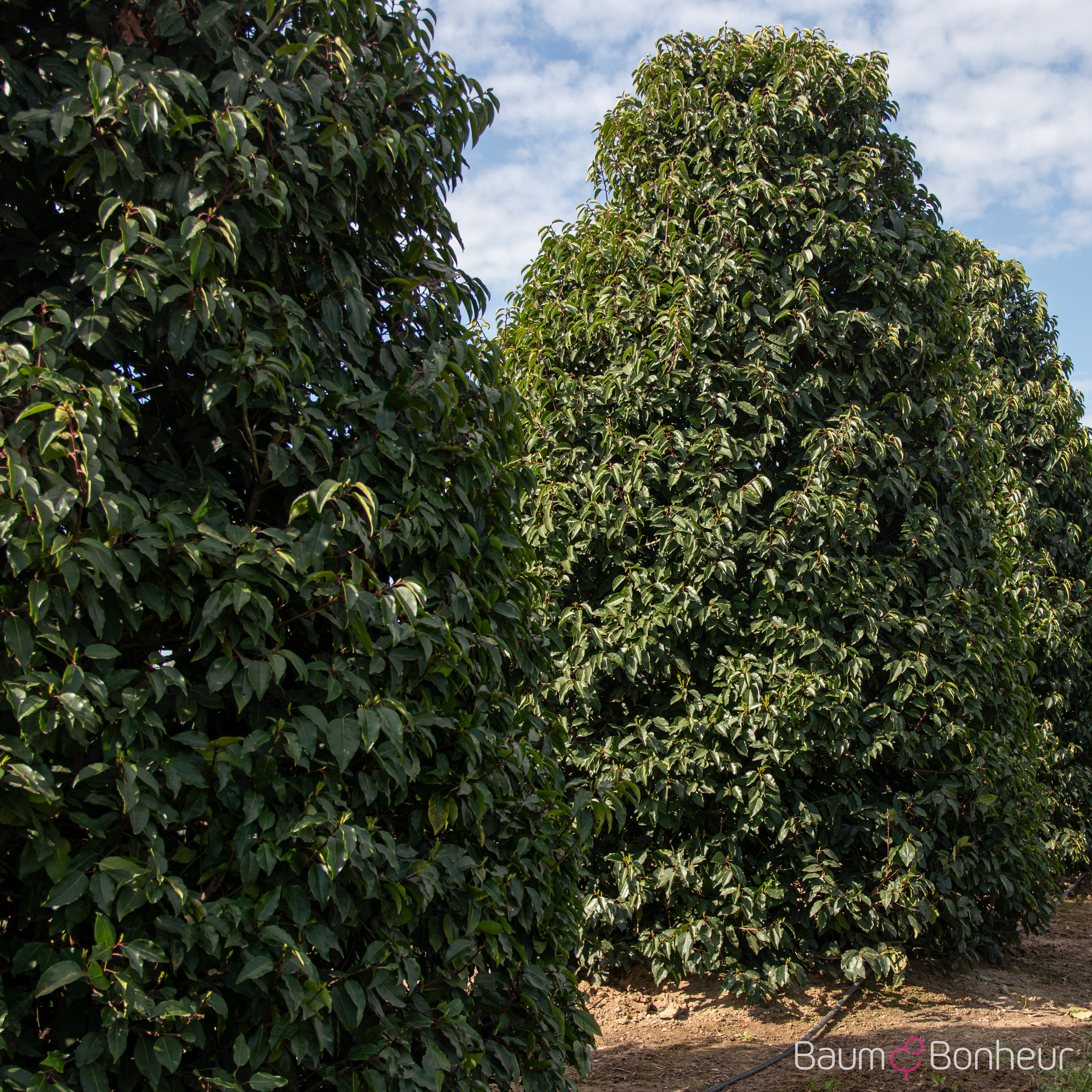 Prunus lusitanica