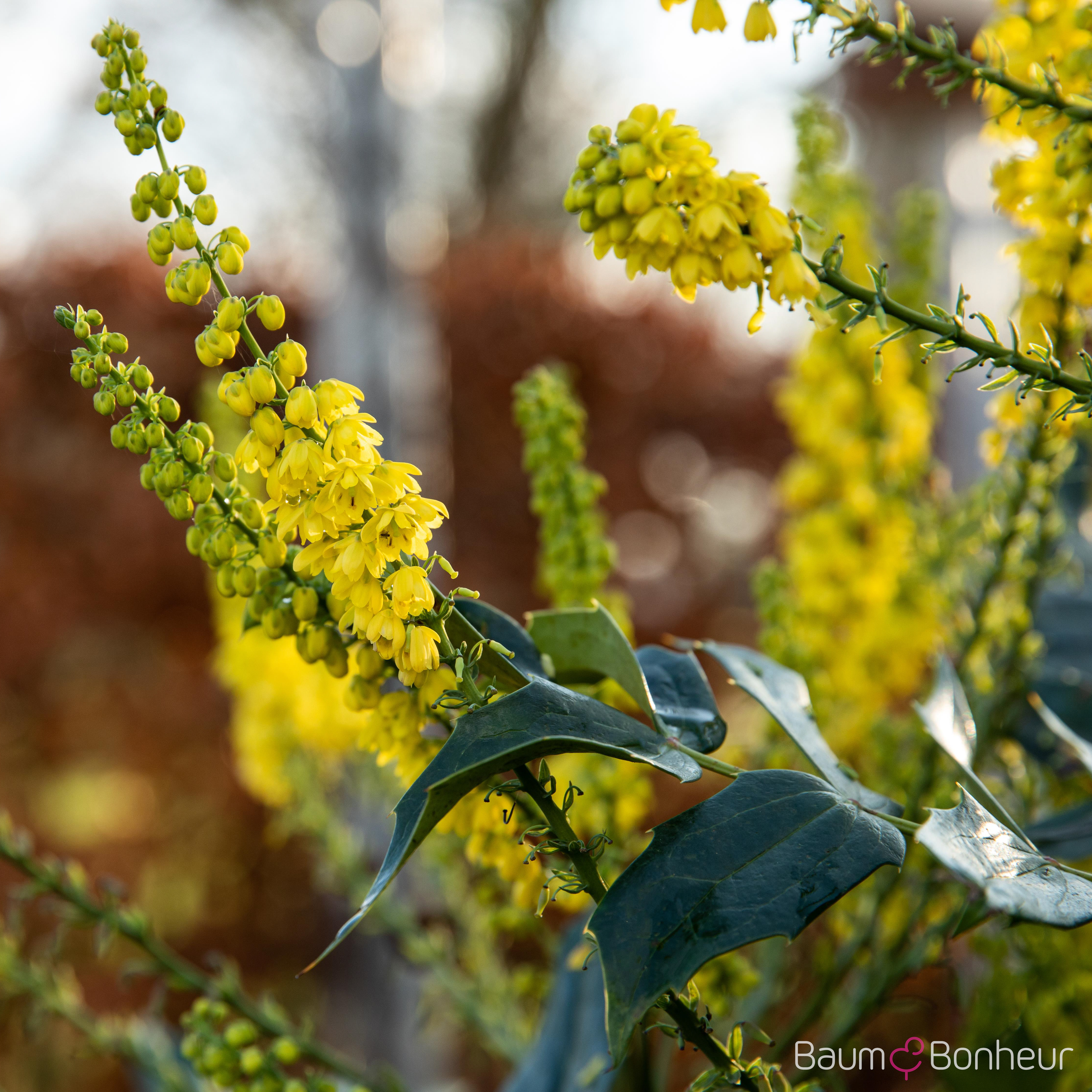 Mahonia bealei