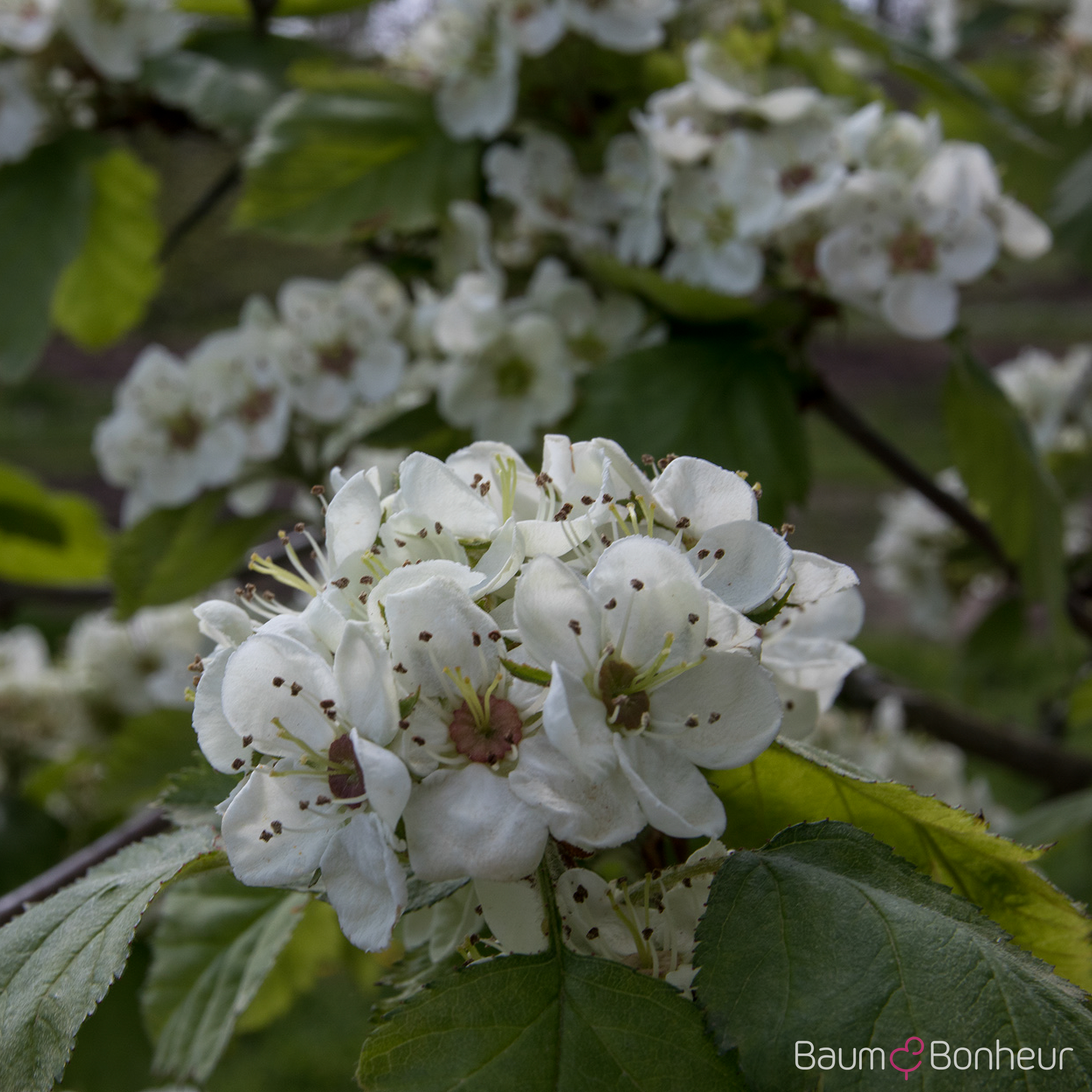 Crataegus persimilis 'Splendens'