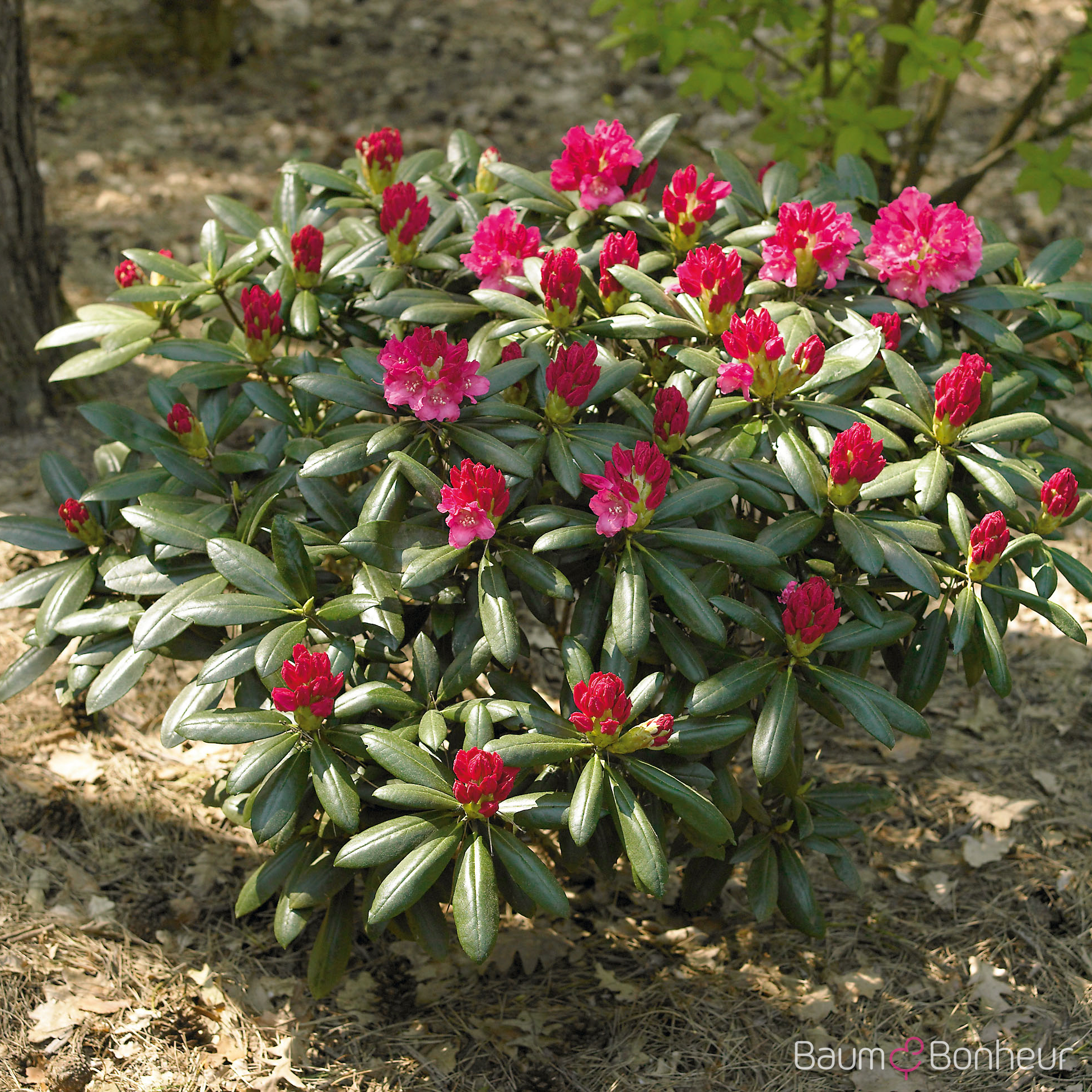 Rhododendron yakushimanum 'Kalinka'