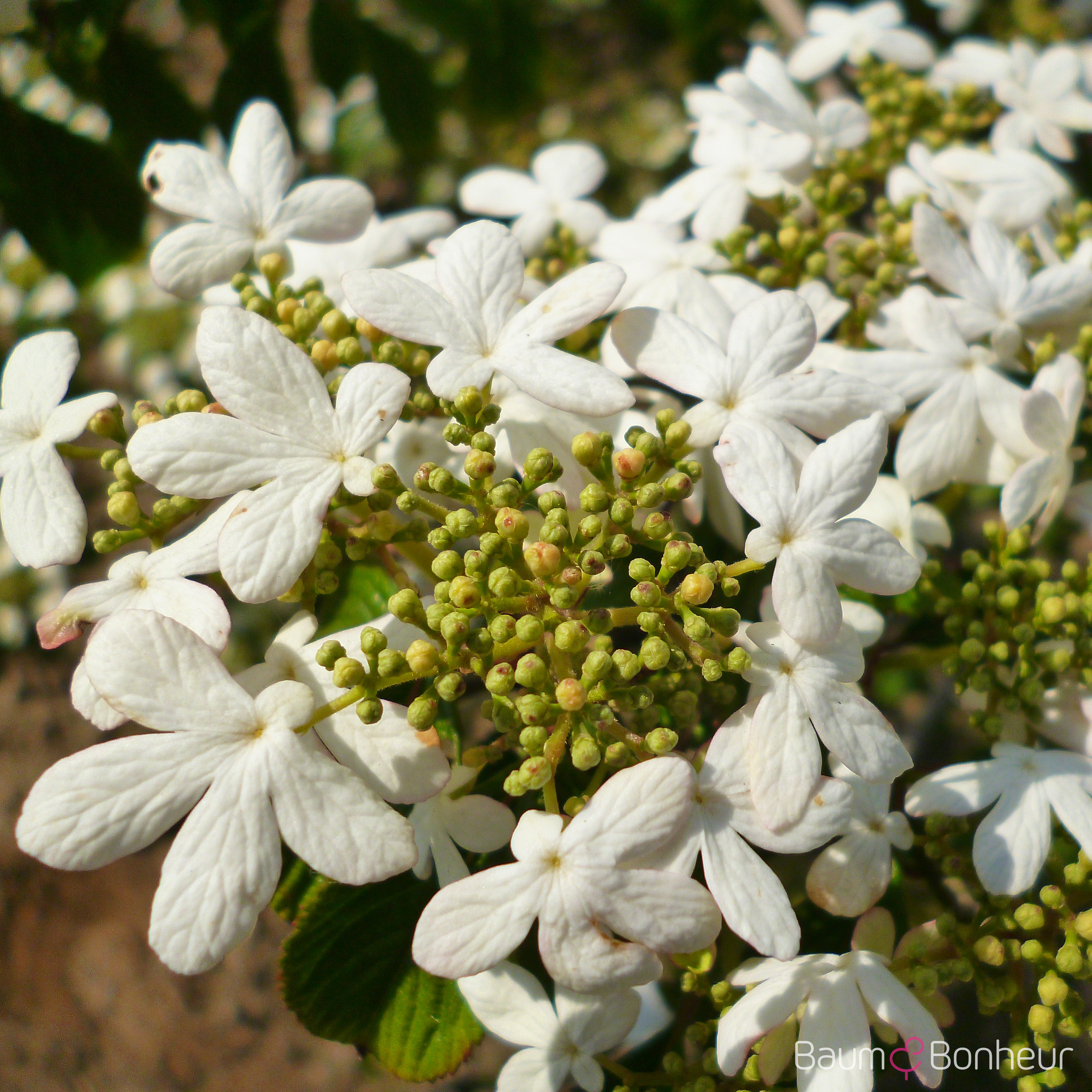 Viburnum plicatum 'Watanabe'