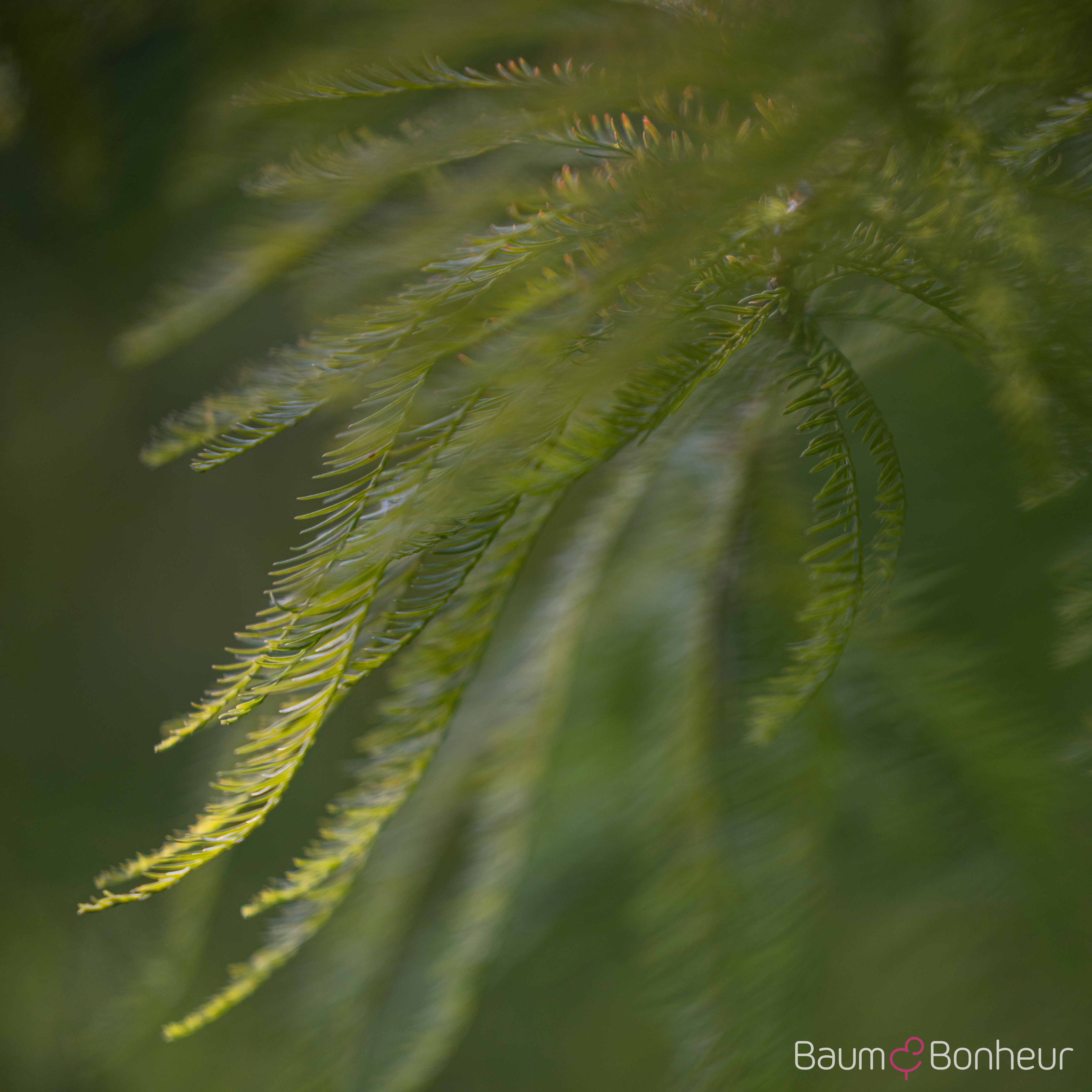 Taxodium distichum
