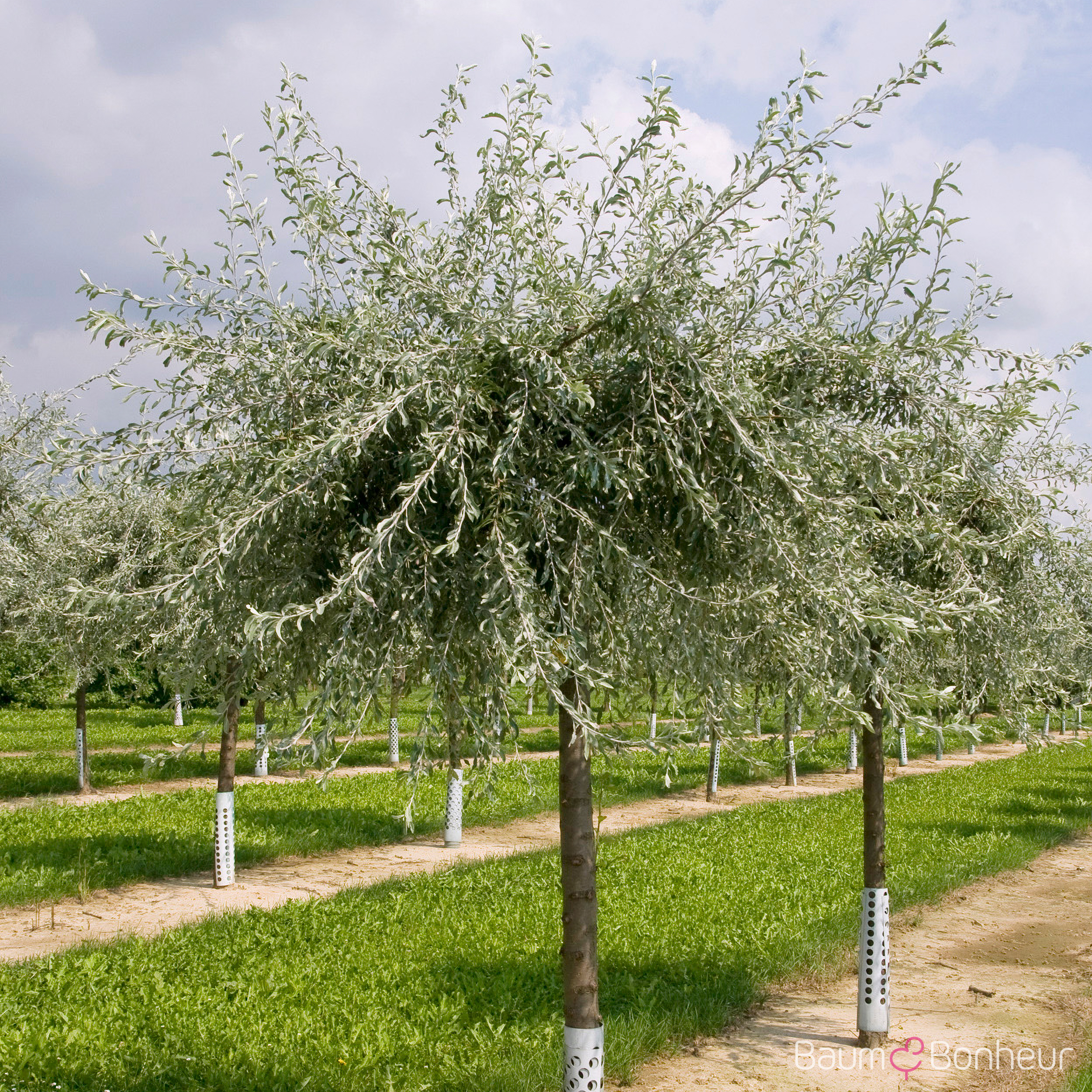Pyrus salicifolia 'Pendula'