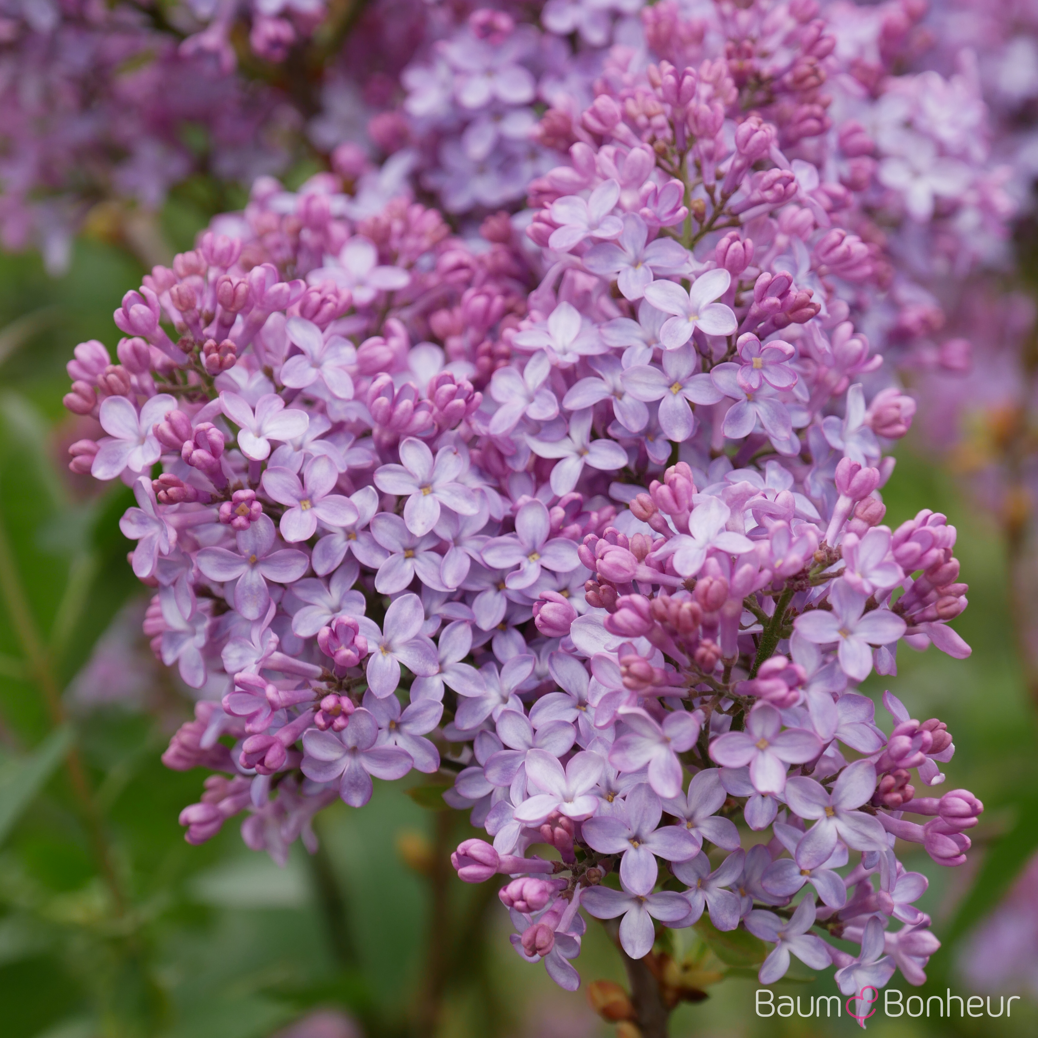 Syringa vulgaris 'Michel Buchner'