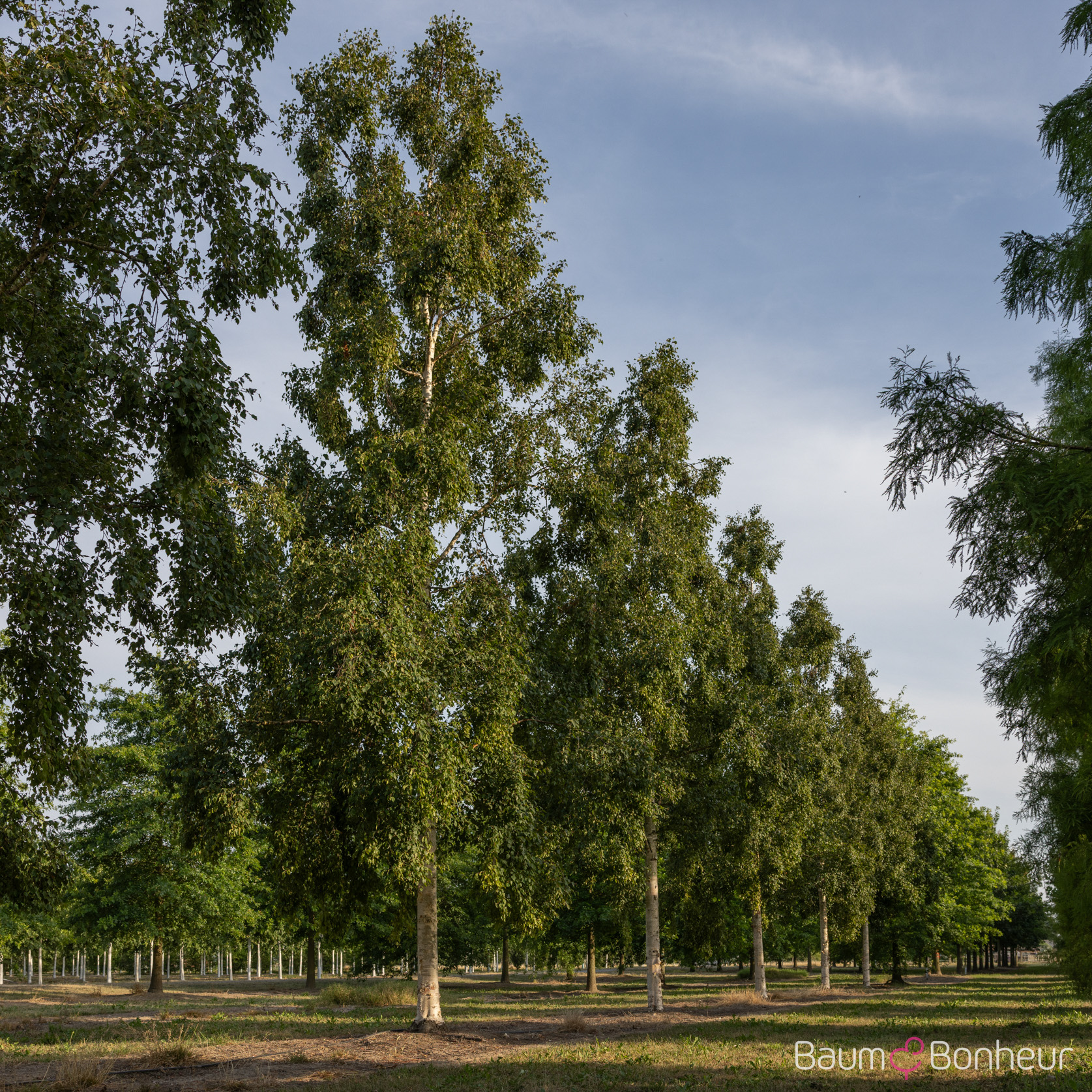 Betula ermanii