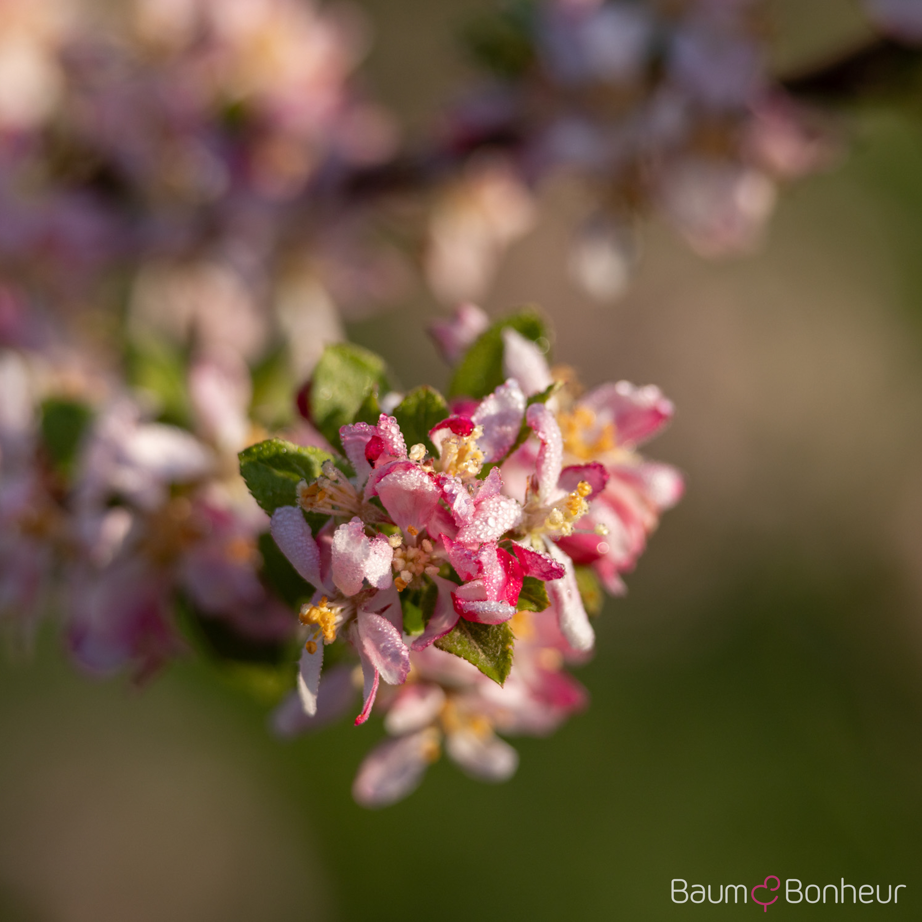 Malus floribunda