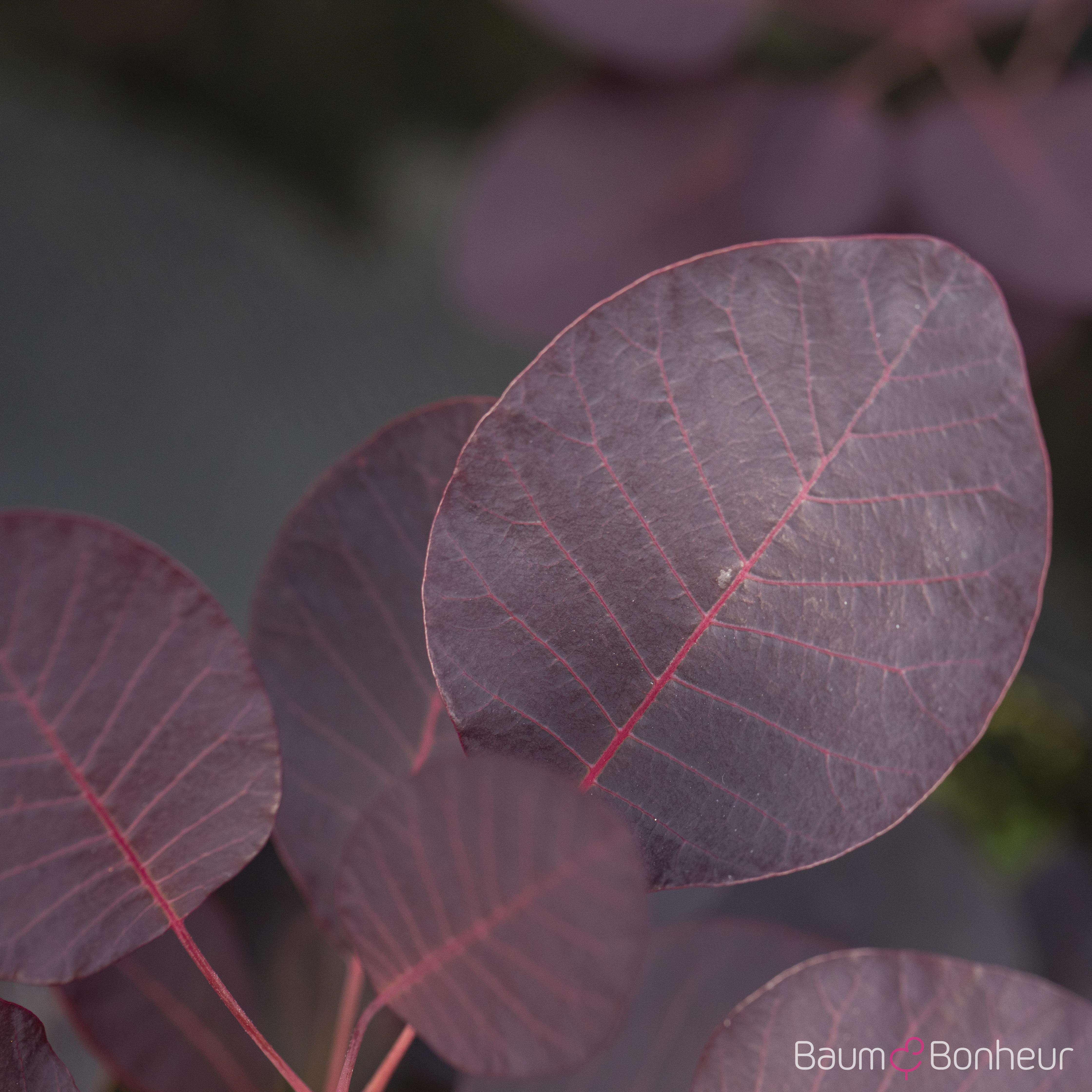 Cotinus coggygria 'Royal Purple'