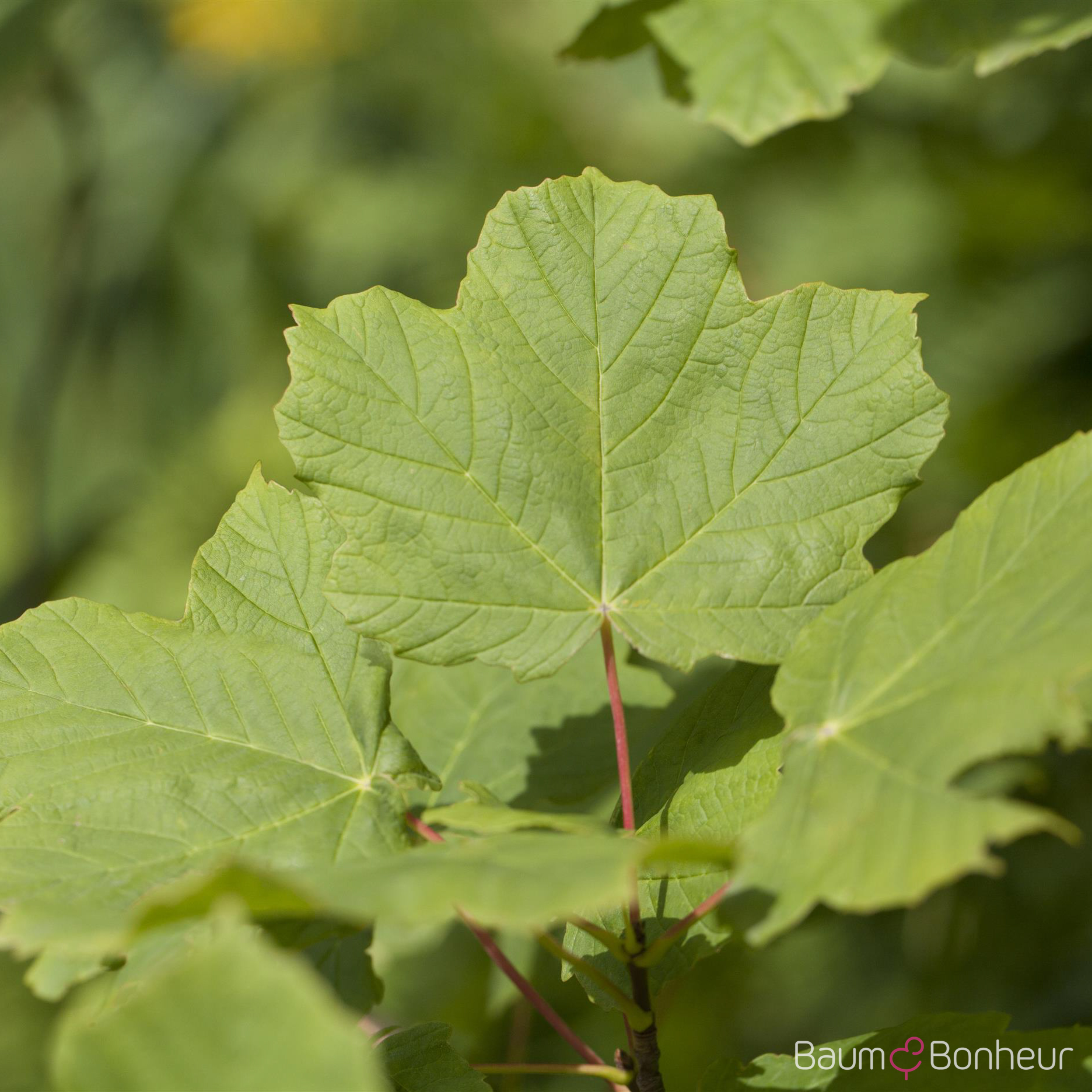 Acer opalus