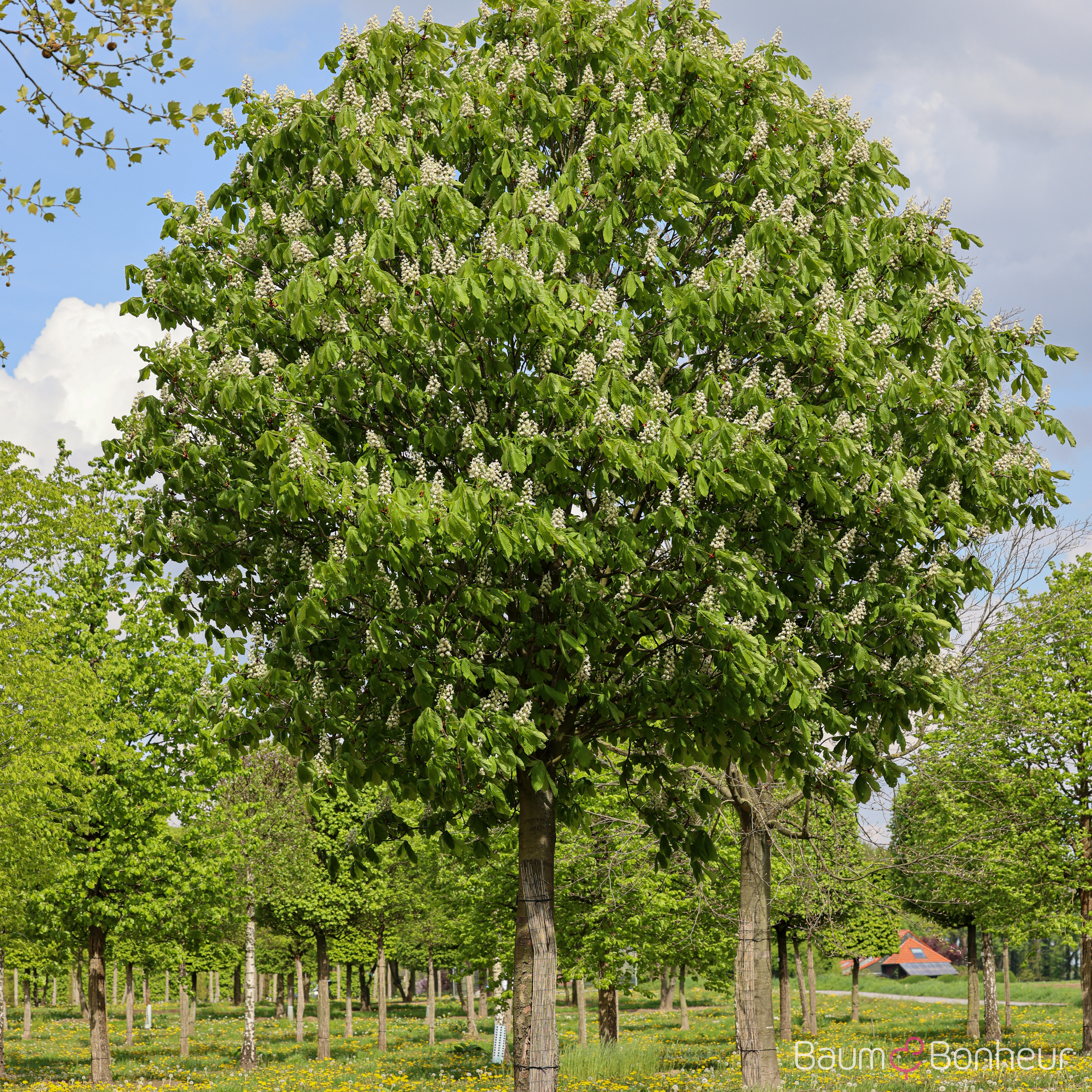 Aesculus hippocastanum 'Pyramidalis'