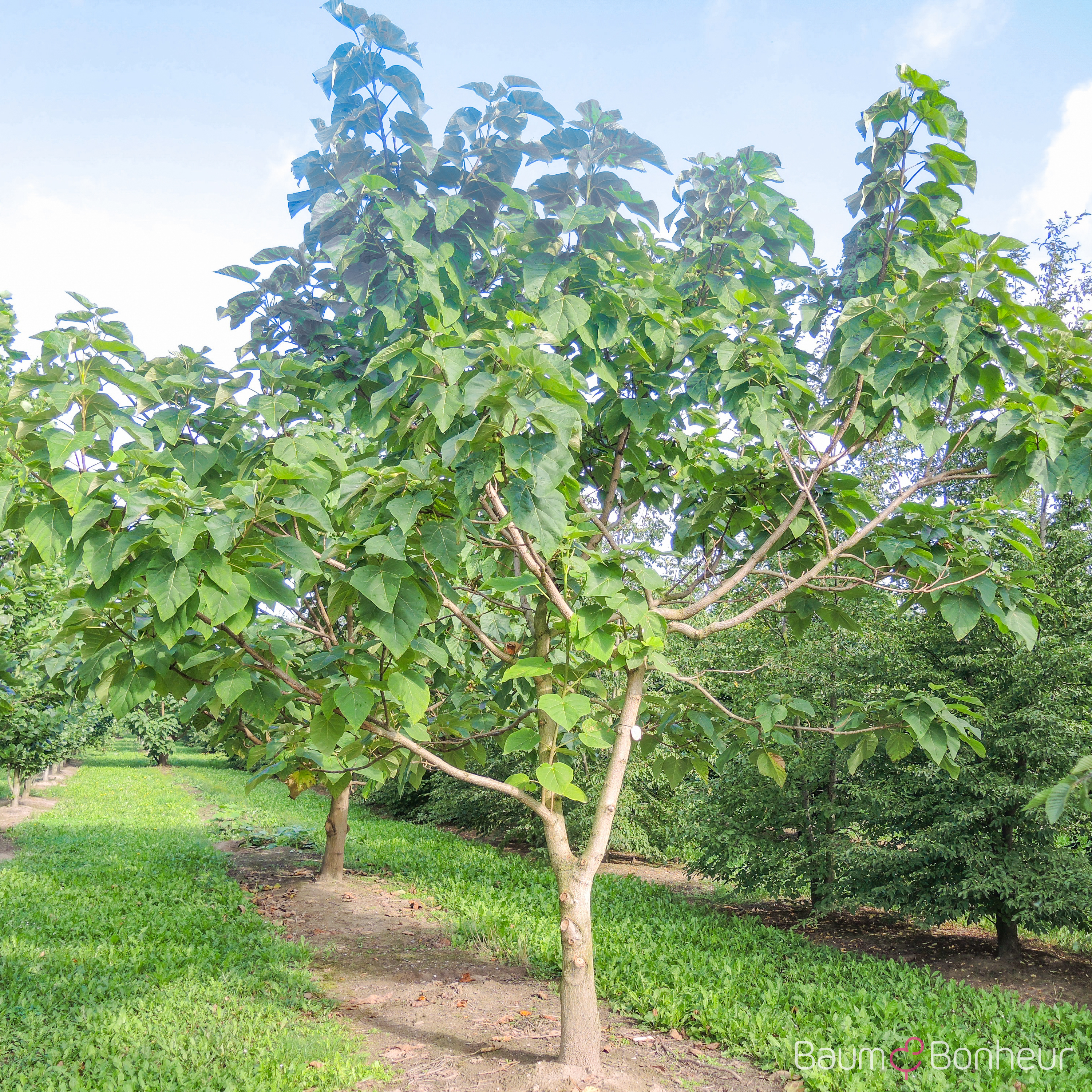 Paulownia tomentosa