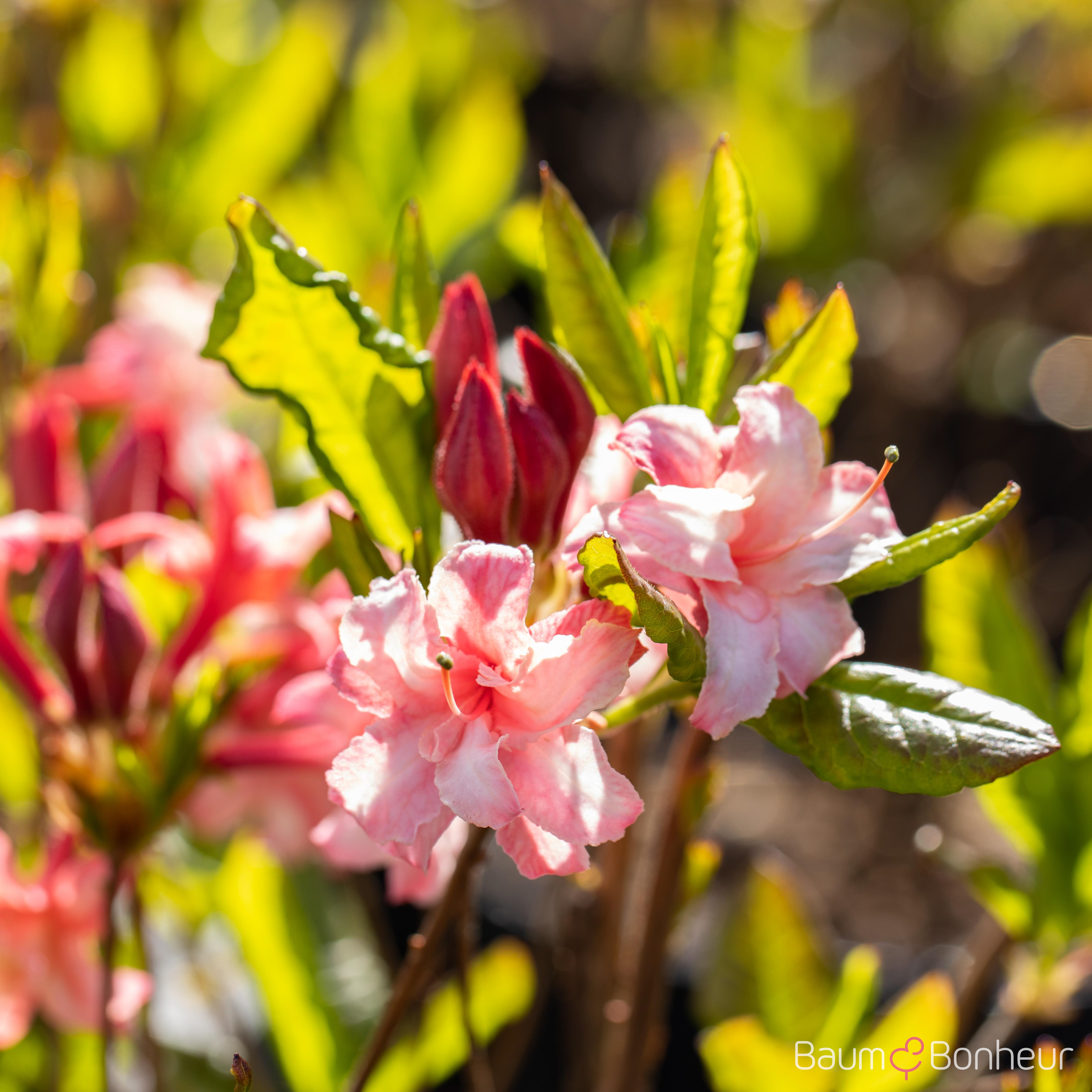 Rhododendron luteum 'Corneille'