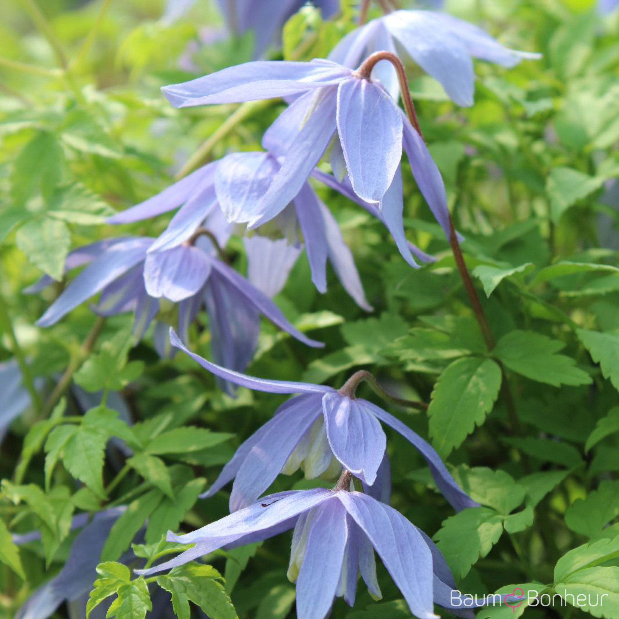 Clematis alpina