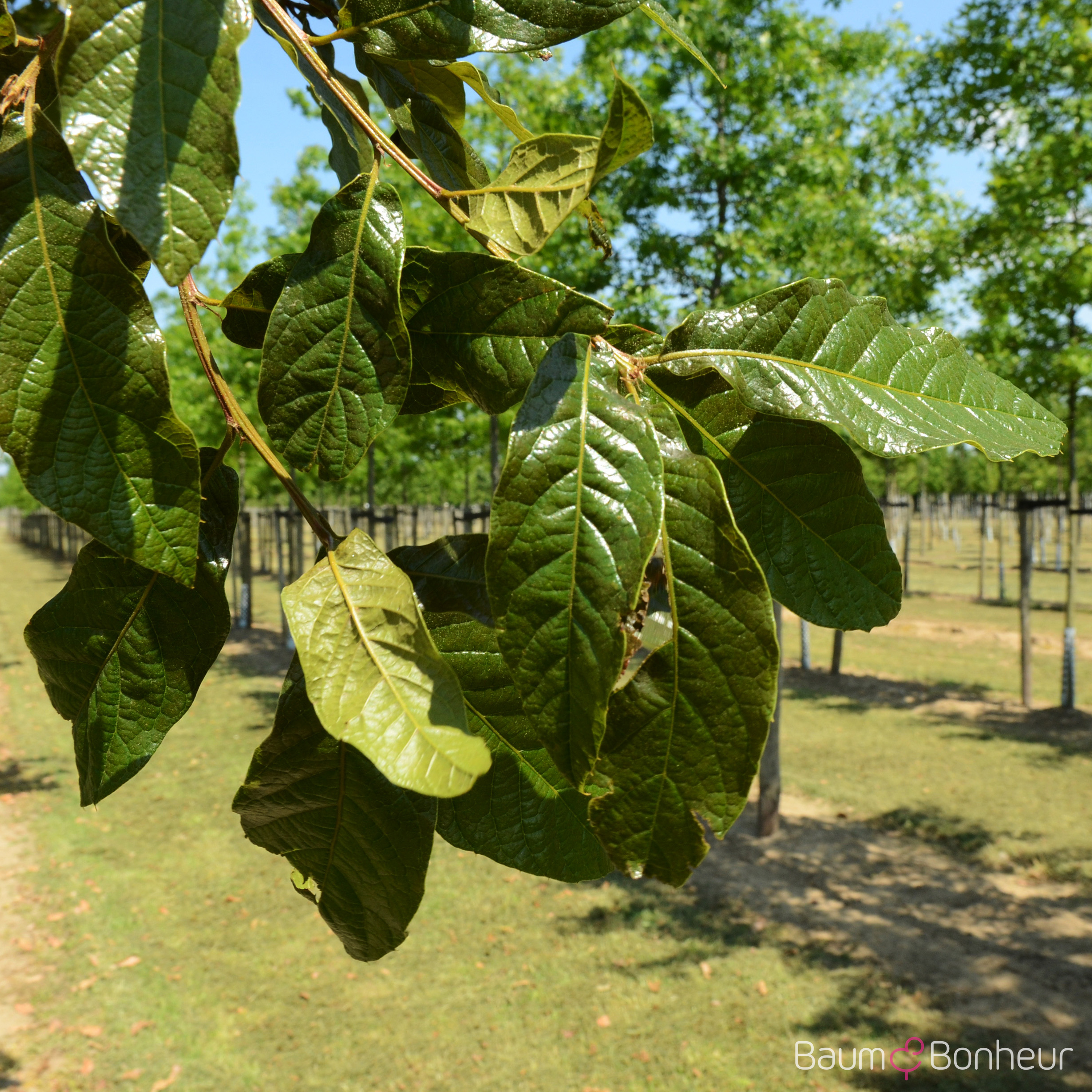 Quercus rhysophylla 'Maya'