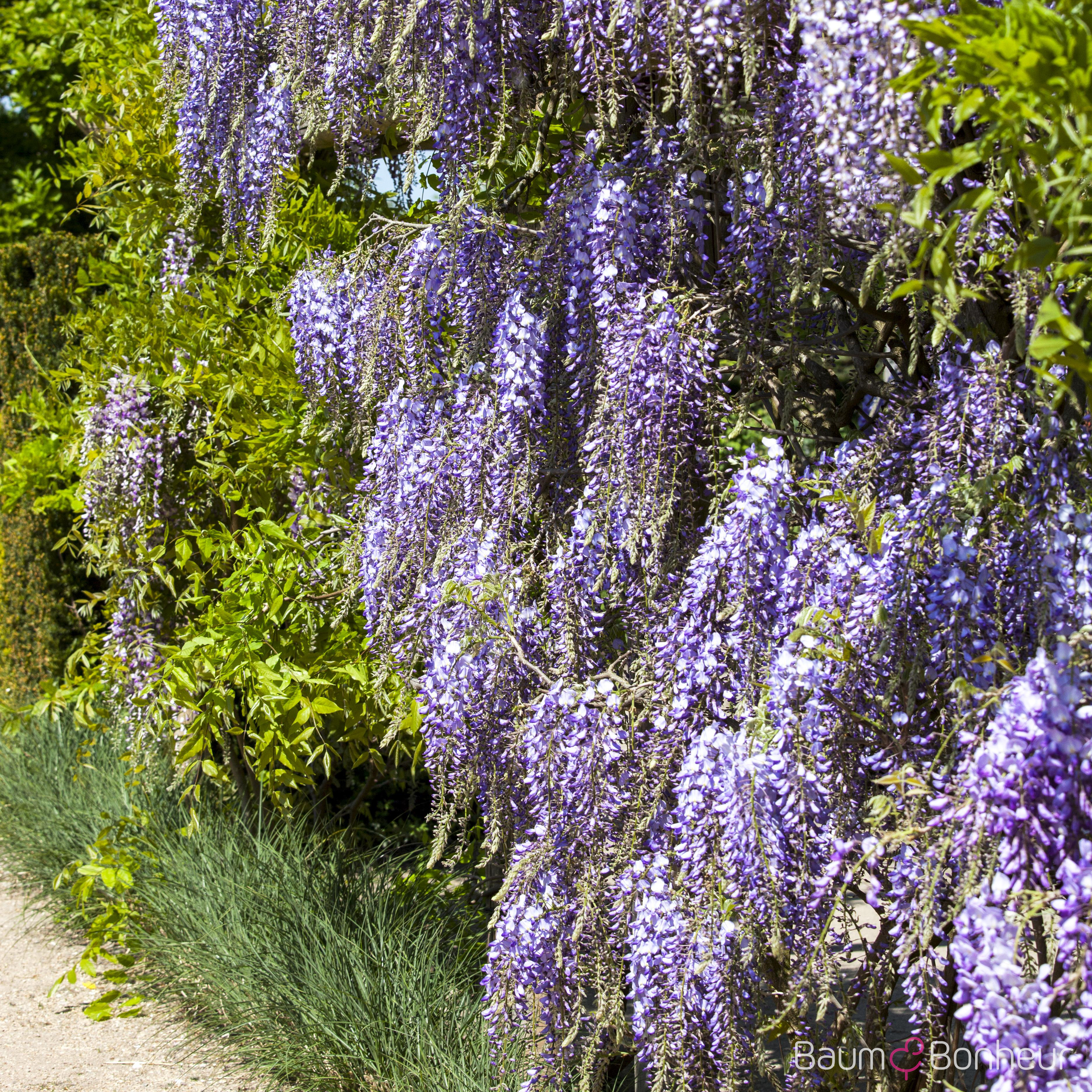 Wisteria floribunda