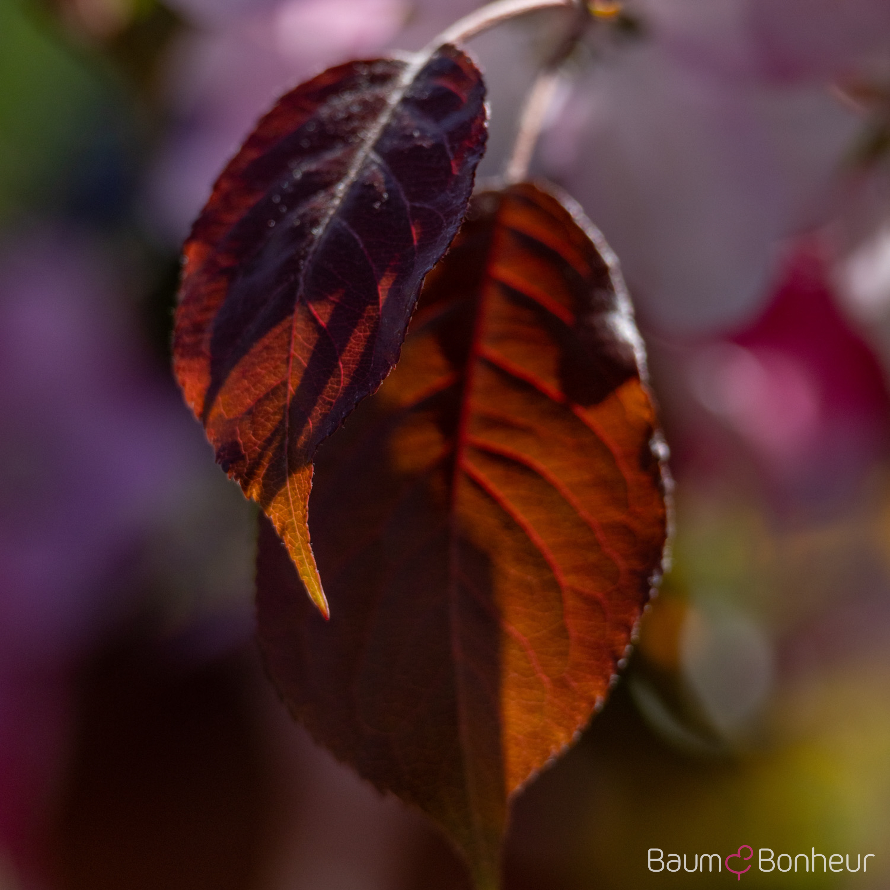 Malus 'Rudolph'