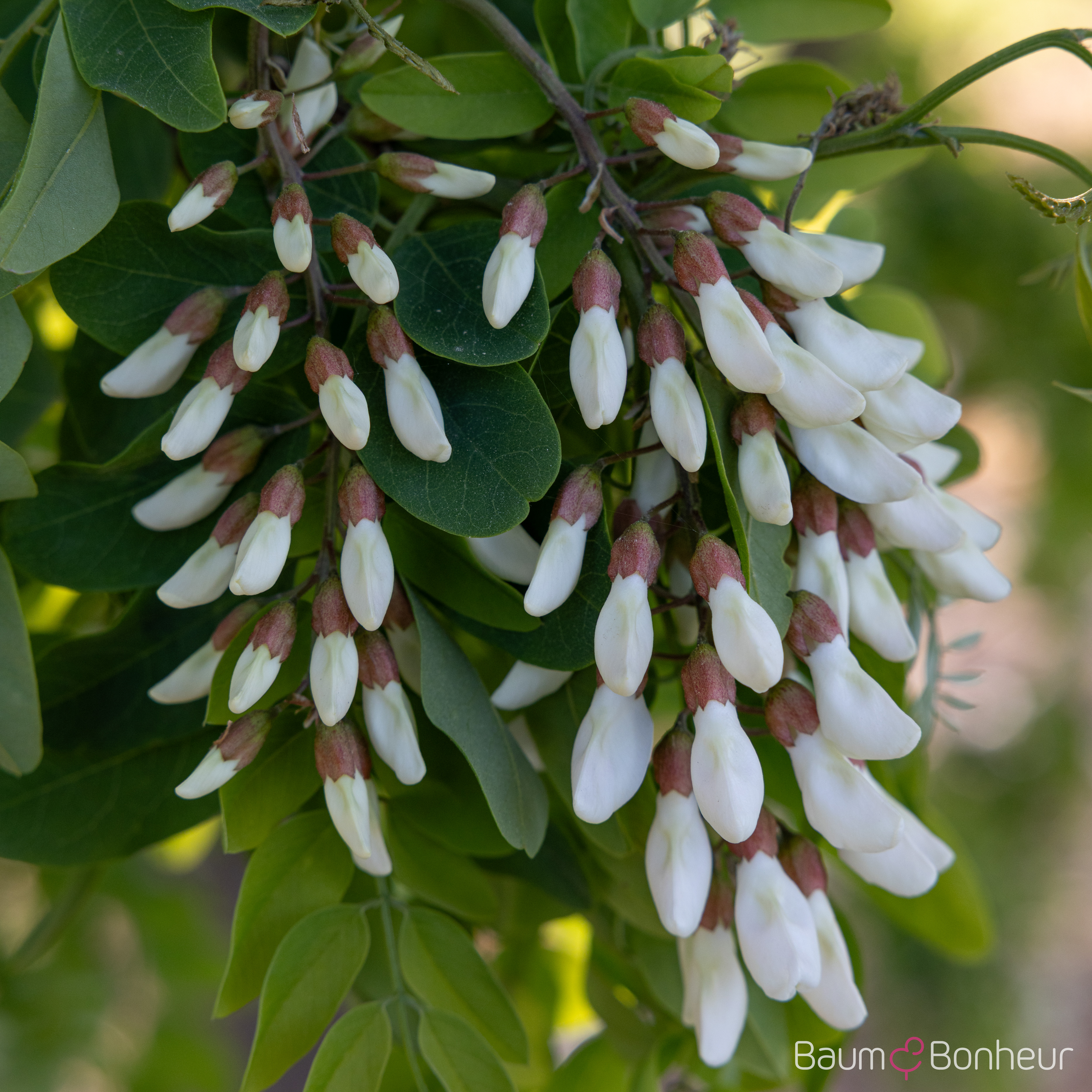 Robinia pseudoacacia 'Tortuosa'